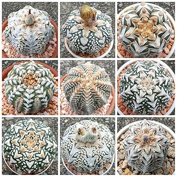 アストロフィツム スーパー兜 Vタイプ 3 アストロフィツム スーパー兜 Vタイプ 3号鉢 – 福樹園-在庫