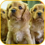 Cute puppies Wallpaper