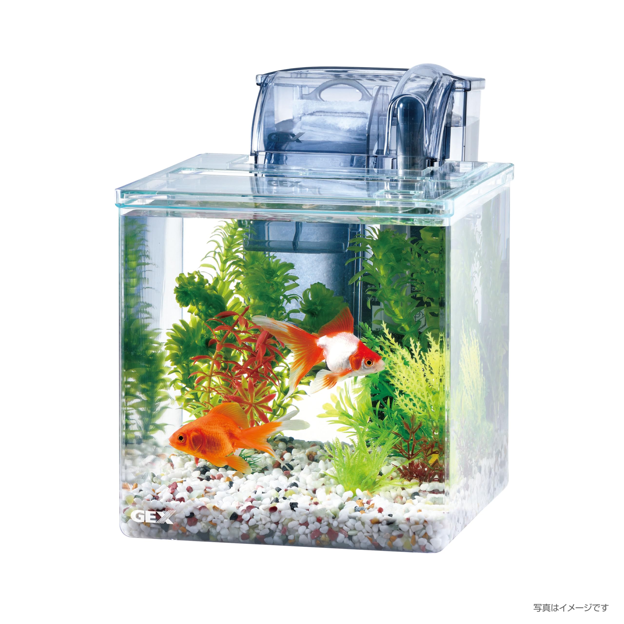 Amazon | ジェックス 金魚・メダカのはじめてセット GKM-18