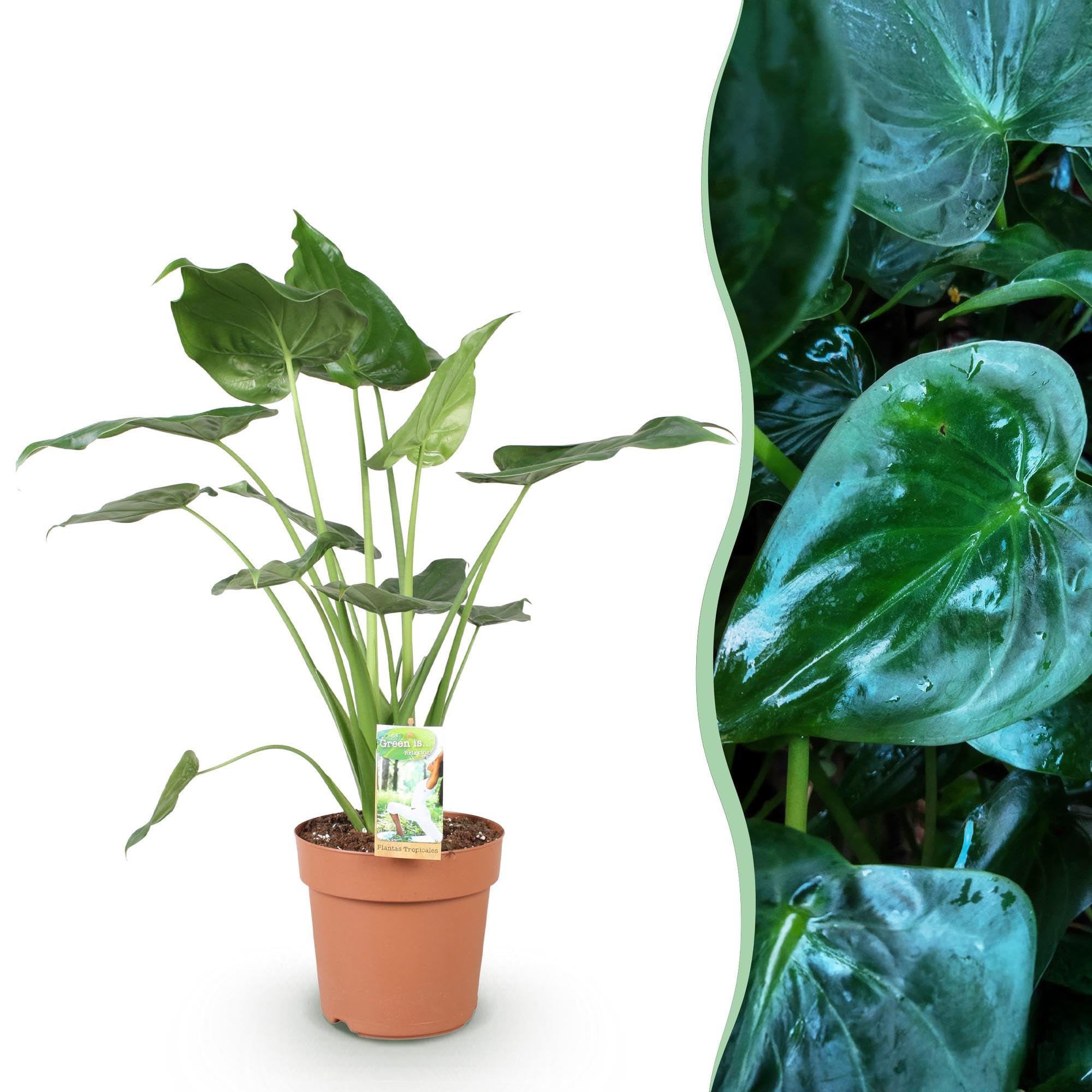 Alocasia Cucullata Buddhas Hand – 21cm – Höhe 65-70cm – Pflegeleichte grüne Zimmerpflanze mit herzförmigen Blättern für exotische Innenräume