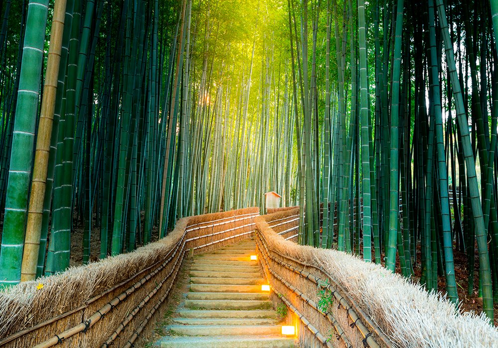 Wall Tattoo Vinyl Zen Forest Bamboo, Multicolor, 100x70cm - Image 2