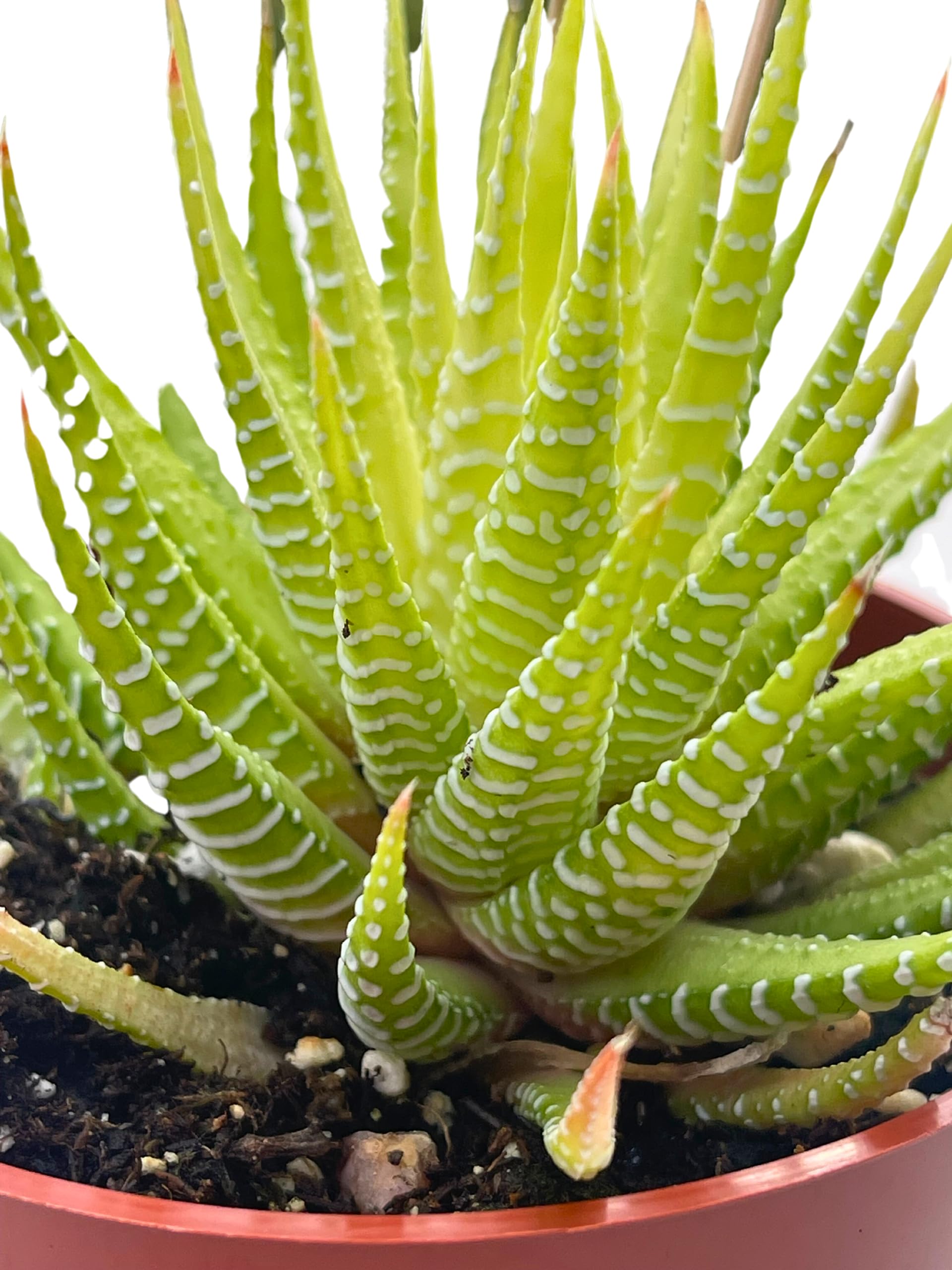 Variegated Haworthia Fasciata