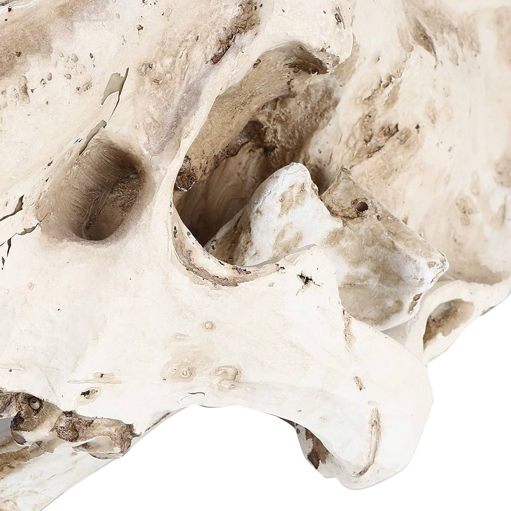 高品質！ネコの頭骨　３点セット　SKULLS UNLIMITED社 高品質！ネコの頭骨 3点セット SKULLS UNLIMITED社 3.jpg