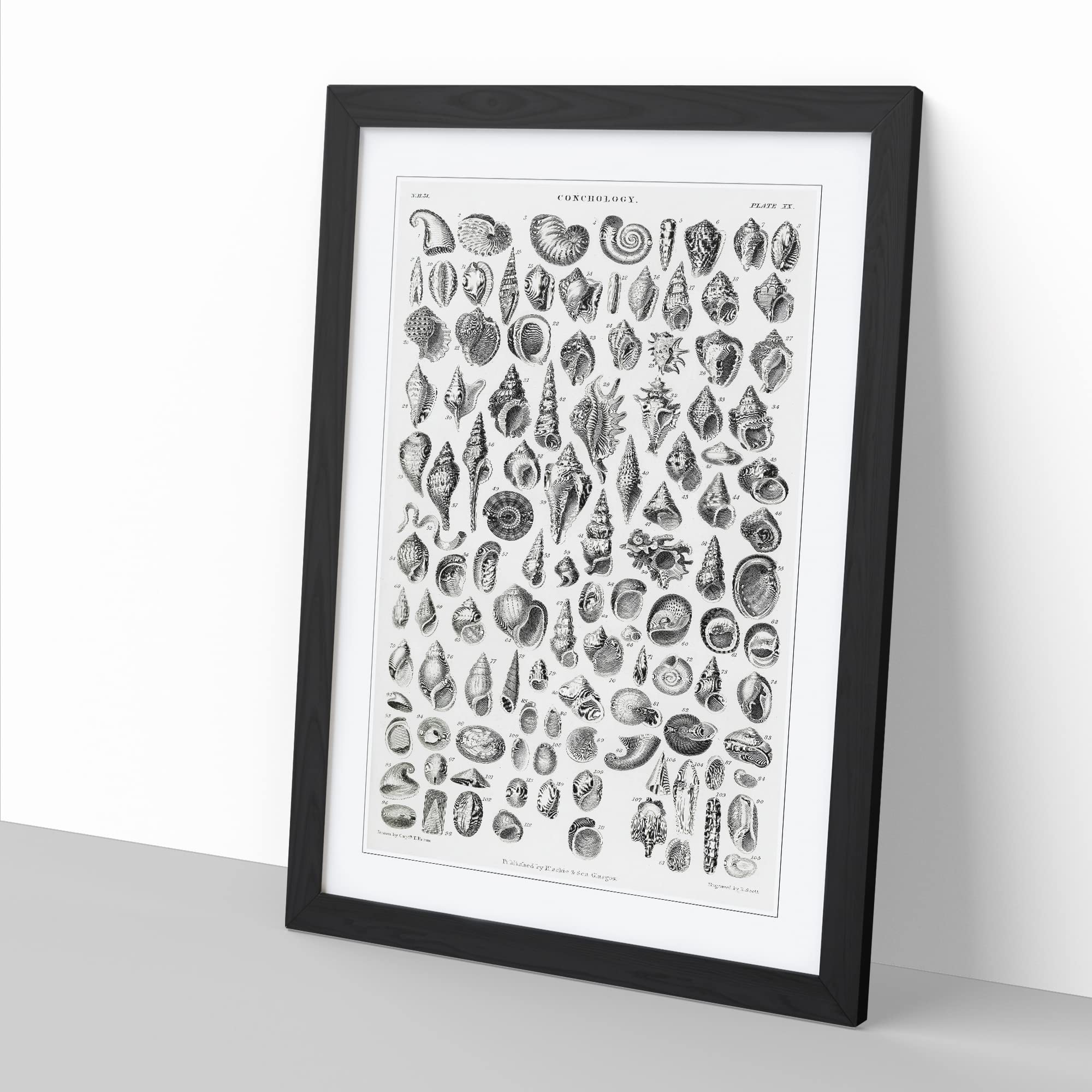 Study Of Mollusk Shells Xx By Oliver Goldsmith Vintage Framed Wall Art Print - Image 3