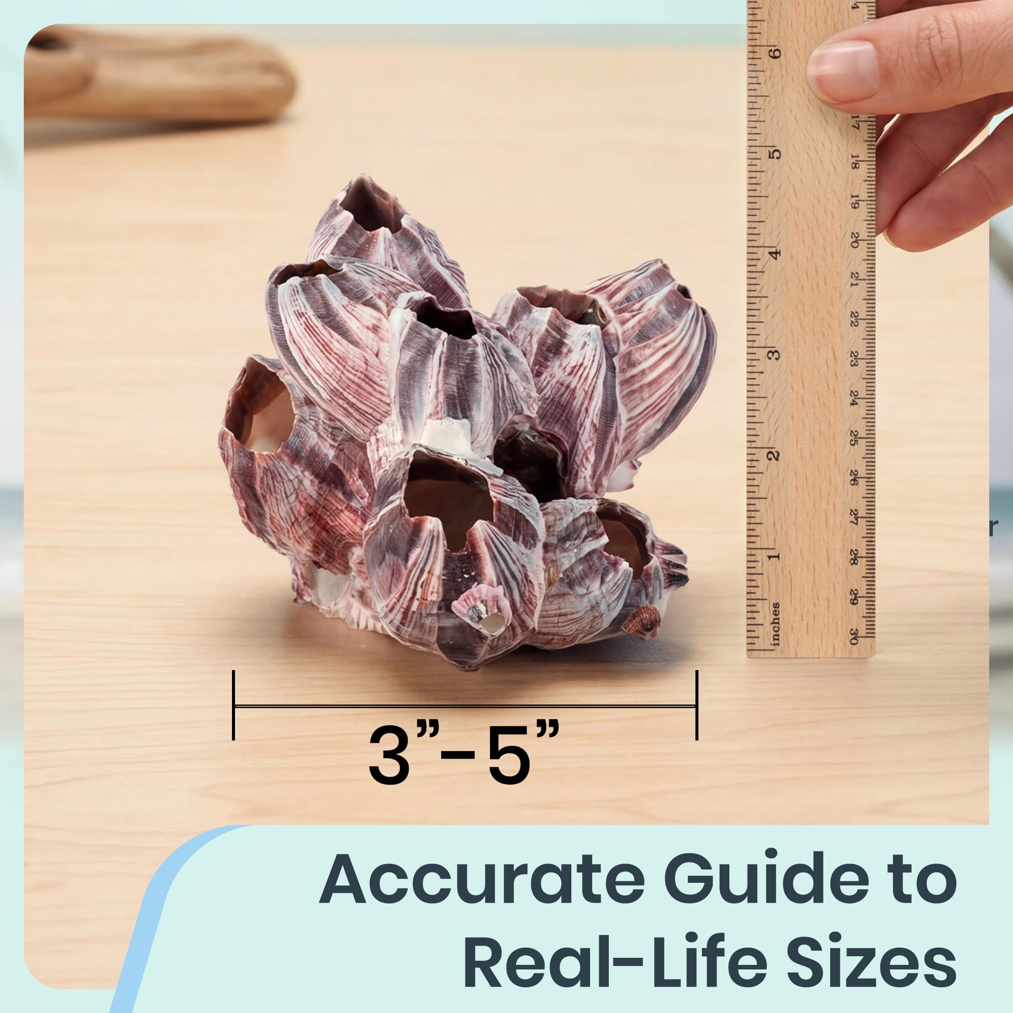 Amazon.com: Real Purple Barnacle Cluster - 3-5