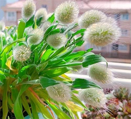 Miniatura 3 de Semillas de flores raras Lagurus Ovatus Ornamental Grass Bunny Tails Anual 100 Semillas