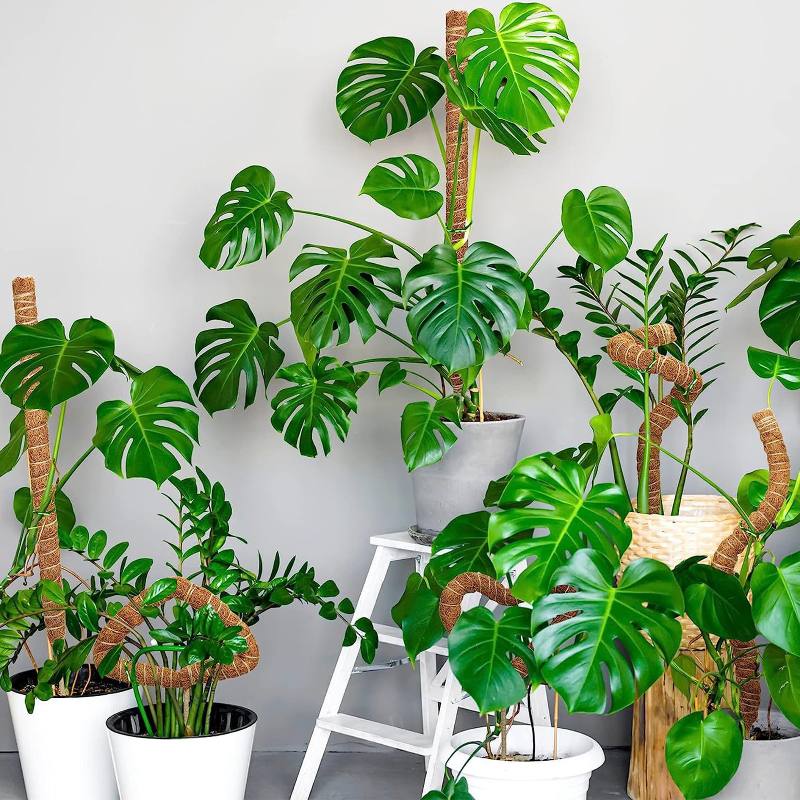 2 Pezzi bastone per piante rampicanti 120 cm lessibile supporto monstera con accessori Fibra di cocco sostegno per piante Per piante da interno