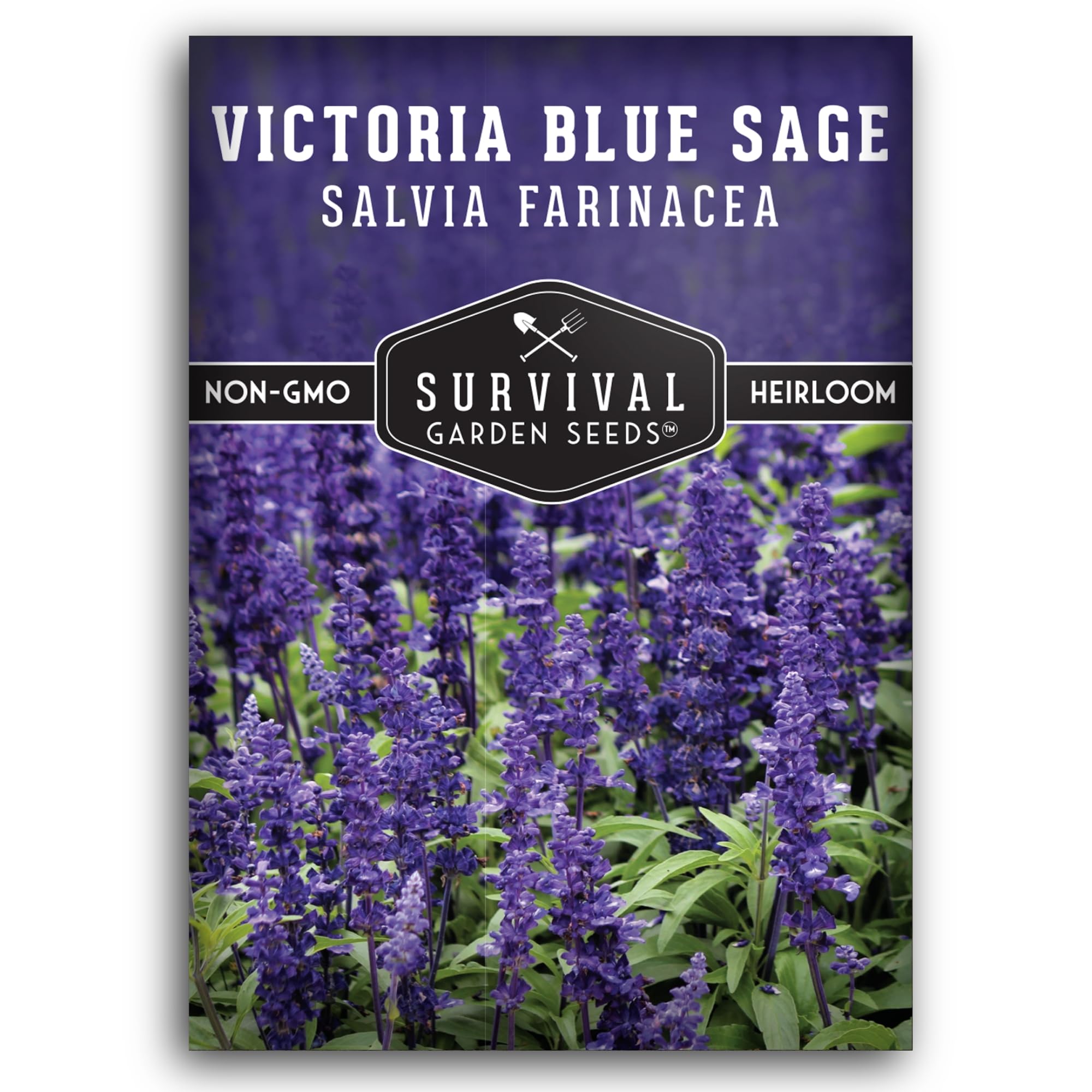 Survival Garden Seeds - Victoria Blue Sage Seed for Planting - 1 Packet with Instructions to Plant and Grow Mealycup Sage or Salvia Farinacea in Your Home Vegetable Garden - Non-GMO Heirloom Variety