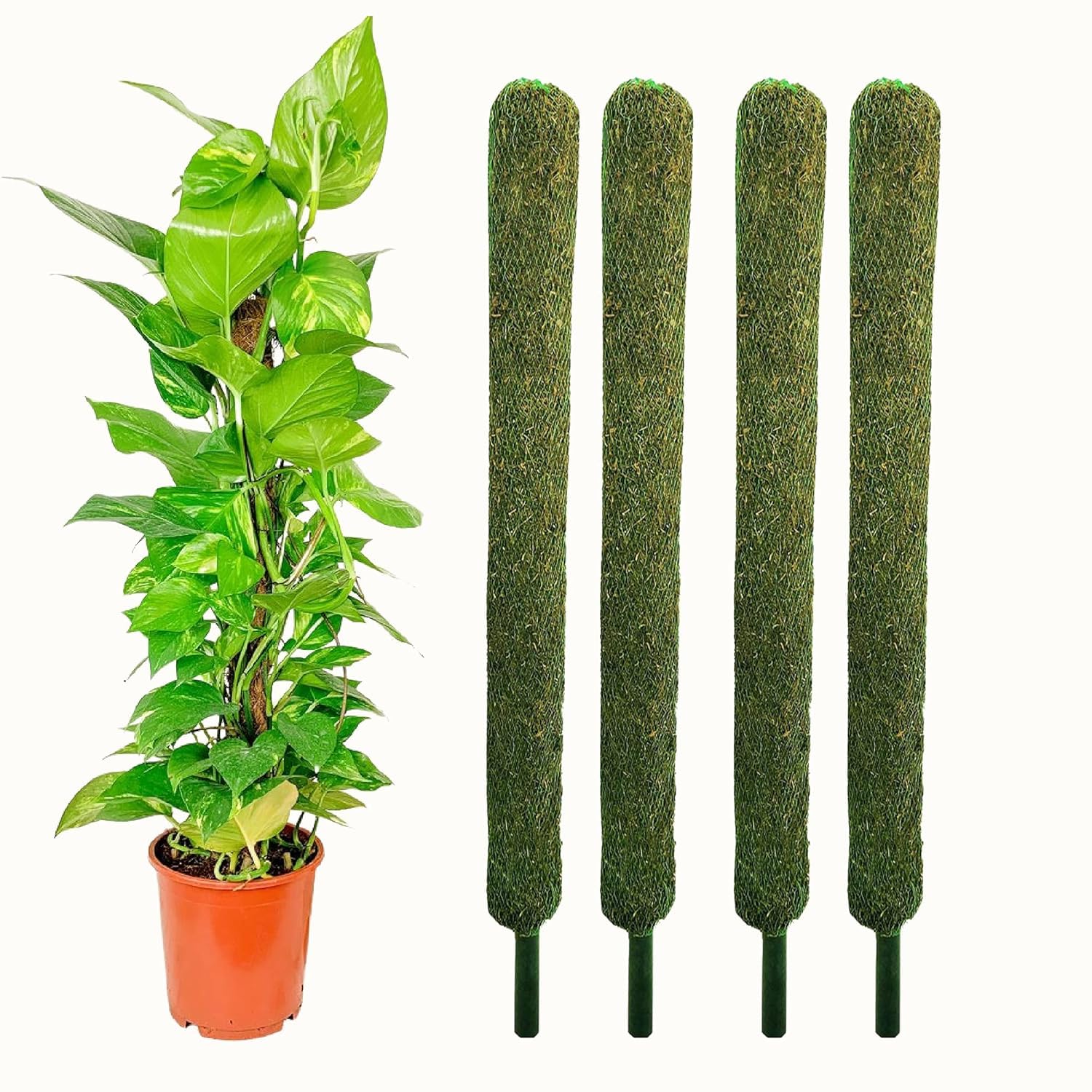 Nayra Plant Support Moss Stick(2Ft Pack of 4)- Green Grass Pole for Plants Support, Support Stick for Money Plant, Climbing Indoor Plants