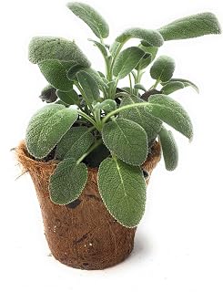 Floral Bergarten Sage Herb, 1 EA