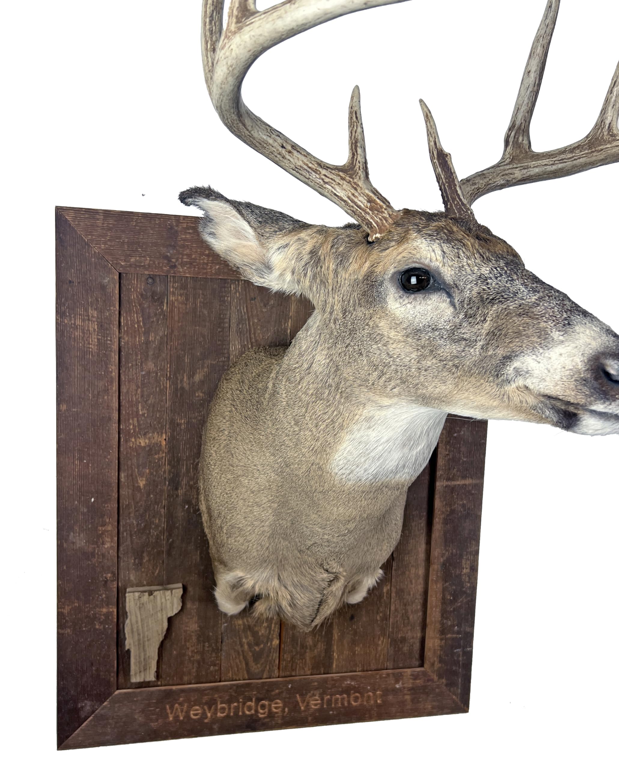 Deer Shoulder Mount Display Panel Plaque Barnwood or Walnut Shield Personalized (Grey Barnwood)
