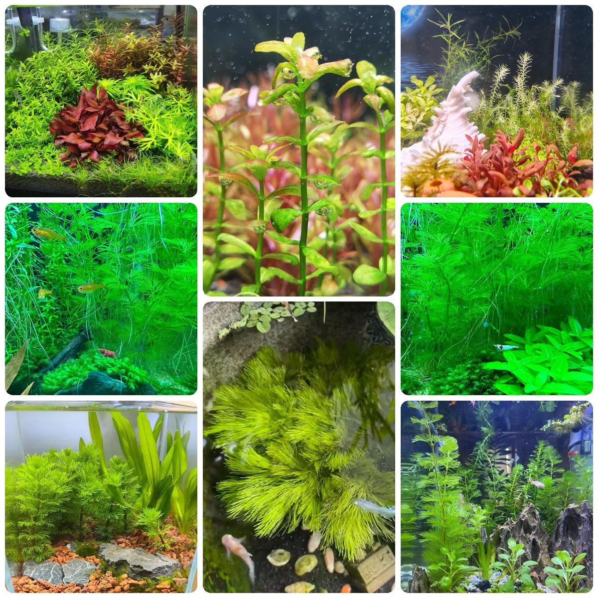450 Piezas Plantas Acuáticas Semillas De Acuario - Plantas Decorativas Plantas En Macetas, Semillas De Plantas De Estanque, Plantas Exóticas, Plantas De Acuario Semillas De Cobertura Del Sue