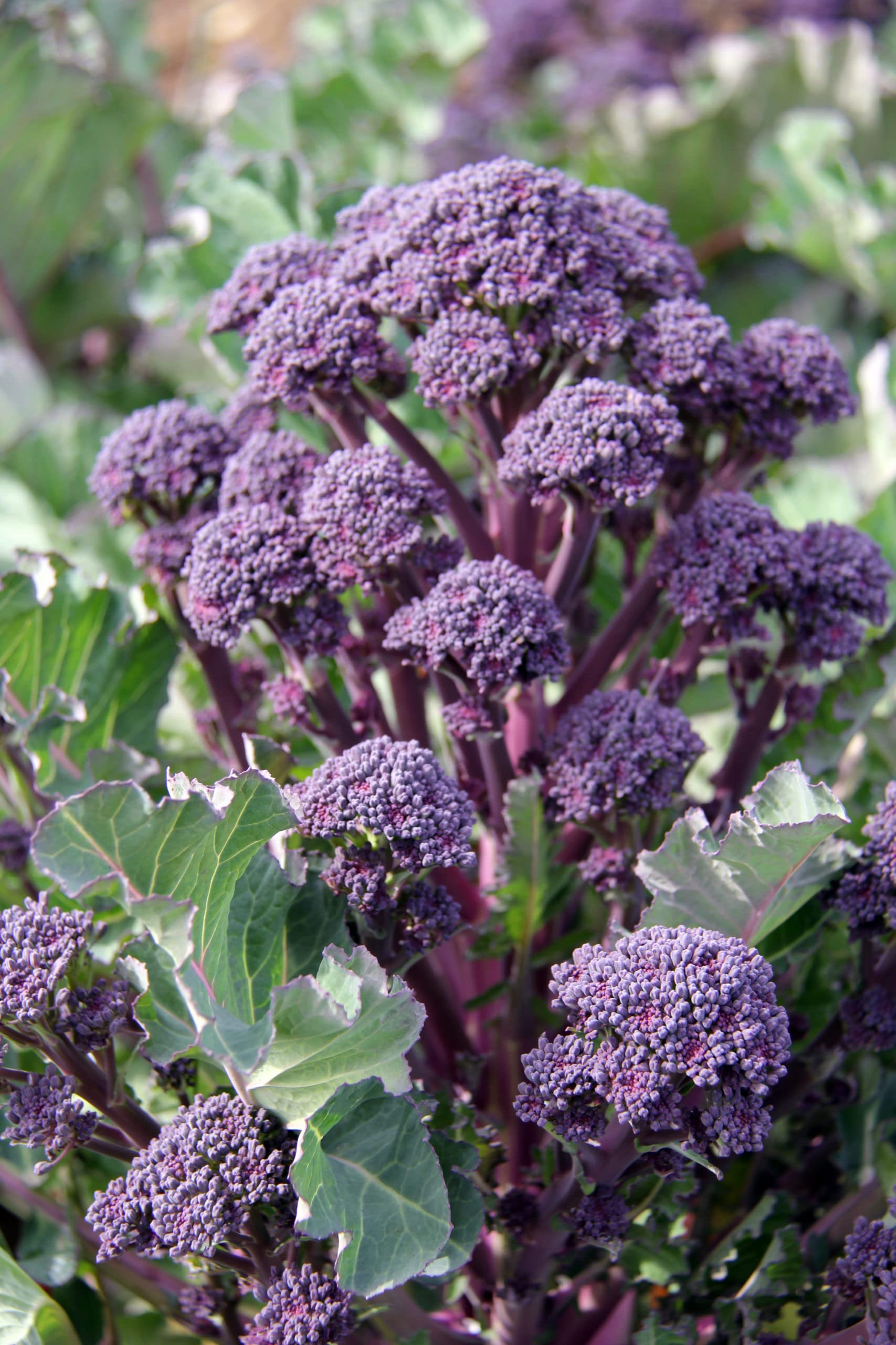 Purple Sprouting Broccoli Plug Plants- Grow Your Own from Our Premium Quality Plants (50)