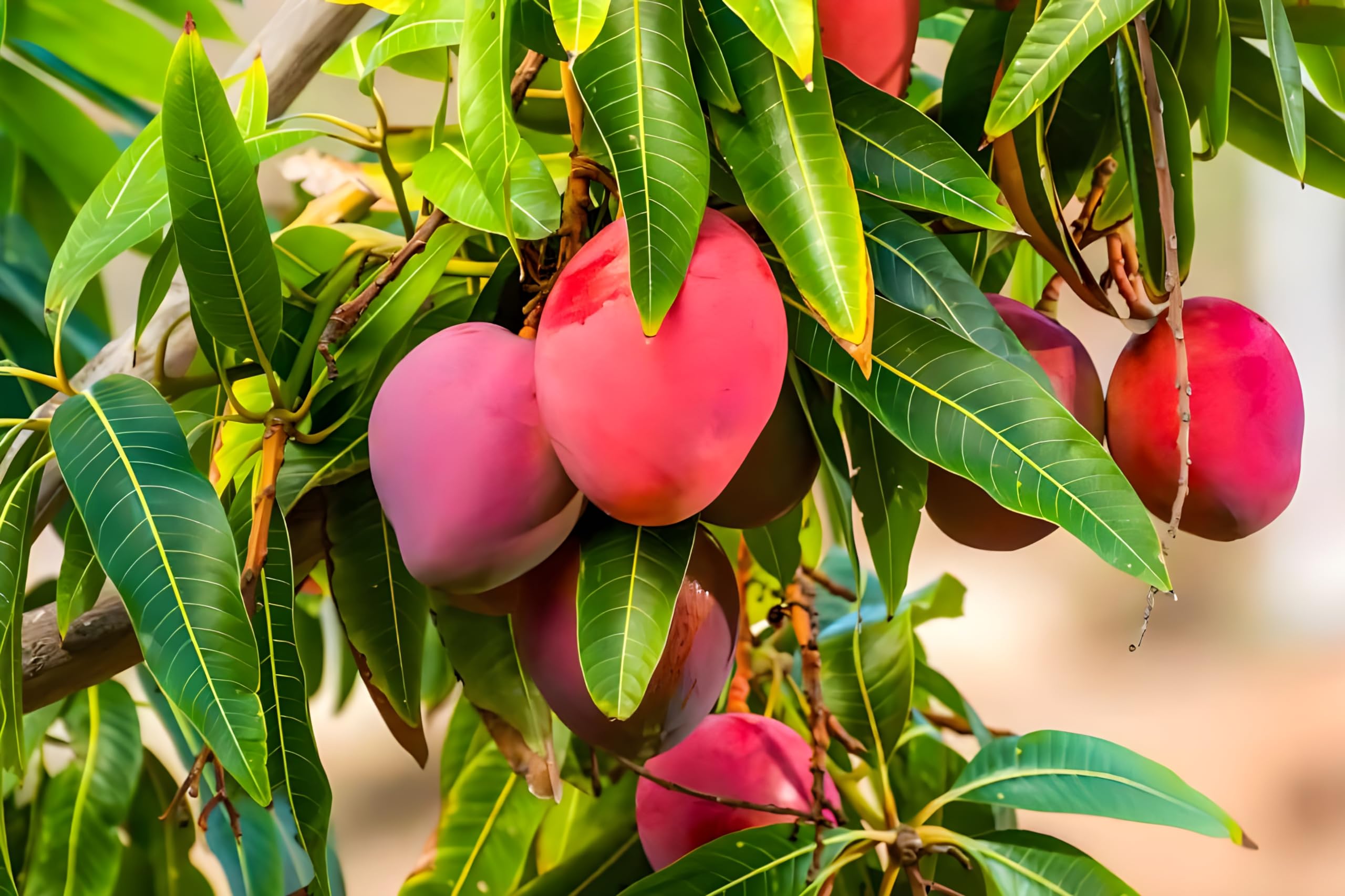 SEEDITO Miyazaki Mango Tree Plant Hybrid Grafted Japanese Sweet Red Miyazaki Mango Tree Fruit Plant World Most Expensive Sweet Mango Fruit Tree Home Garden Plant (B0CX5MMZ87) Amazon Price History, Amazon Price Tracker