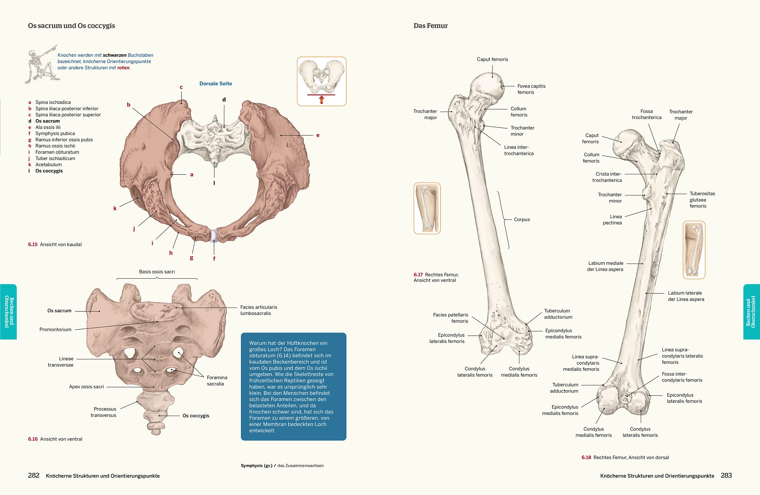 Trail Guide Anatomie: Anatomie praktisch begreifen (mit DVD)
