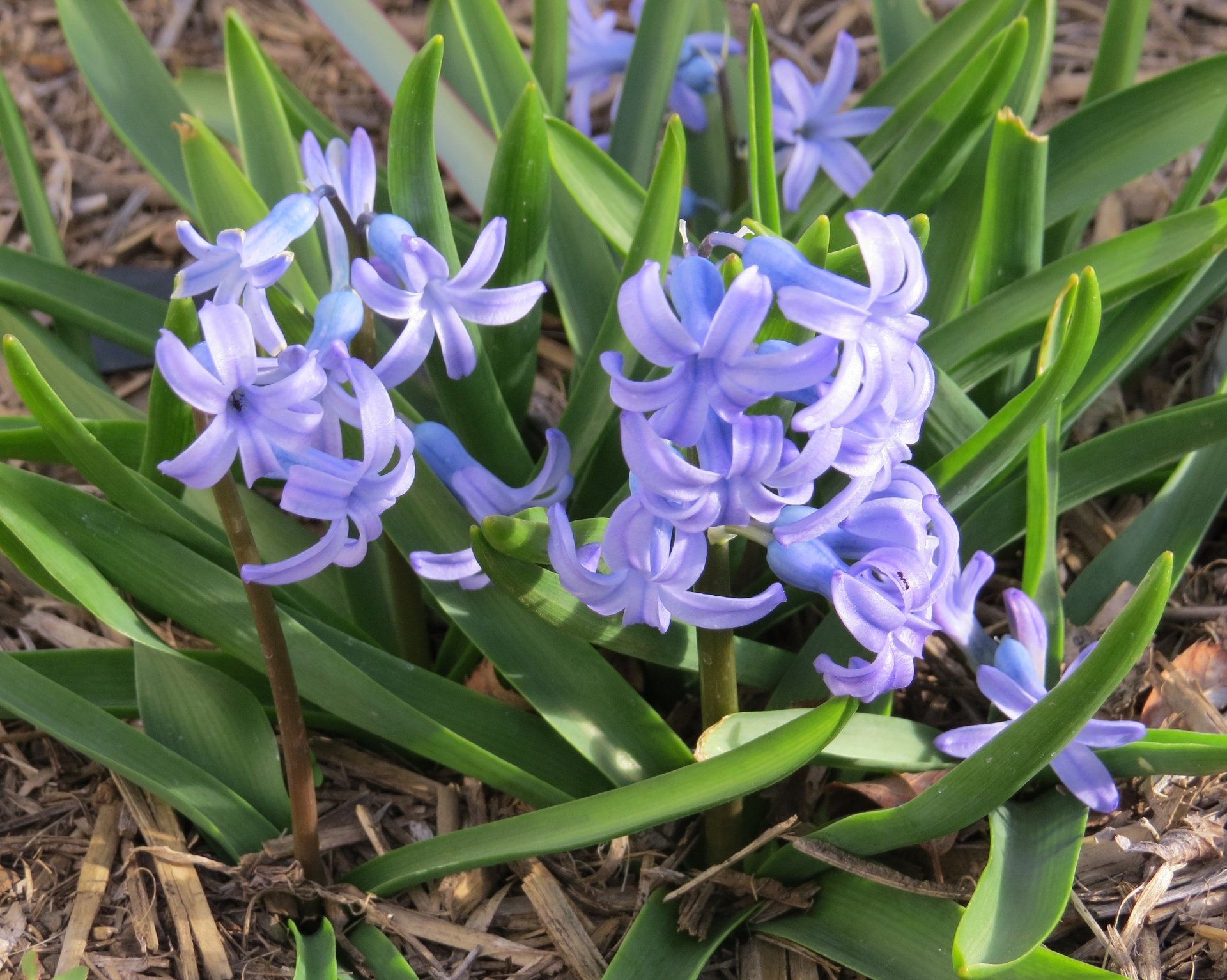 Futaba Hyacinthus Orientalis seeds - 100 seeds