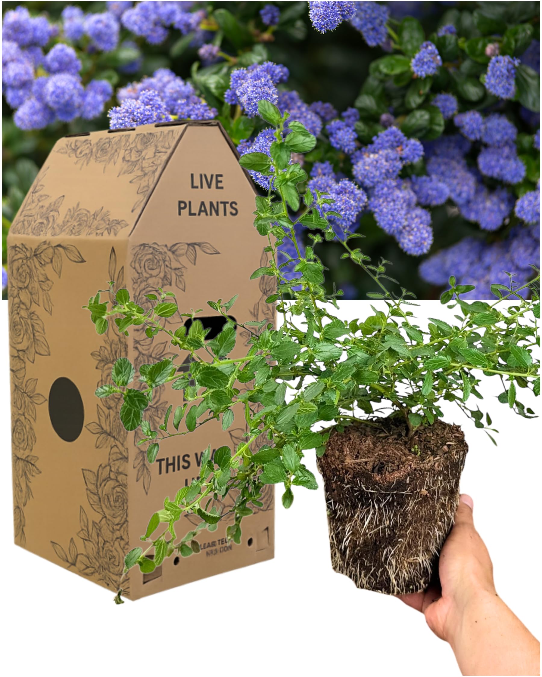 Ceanothus Repens - Creeping Blue Blossom Evergreen Shrub. Low Growing Californian Lilac with Light Blue Flowers. 1x Easy to Grow Outdoor Garden Ready Plant. Supplied in Large 2L Peat Free Rootball — image 1