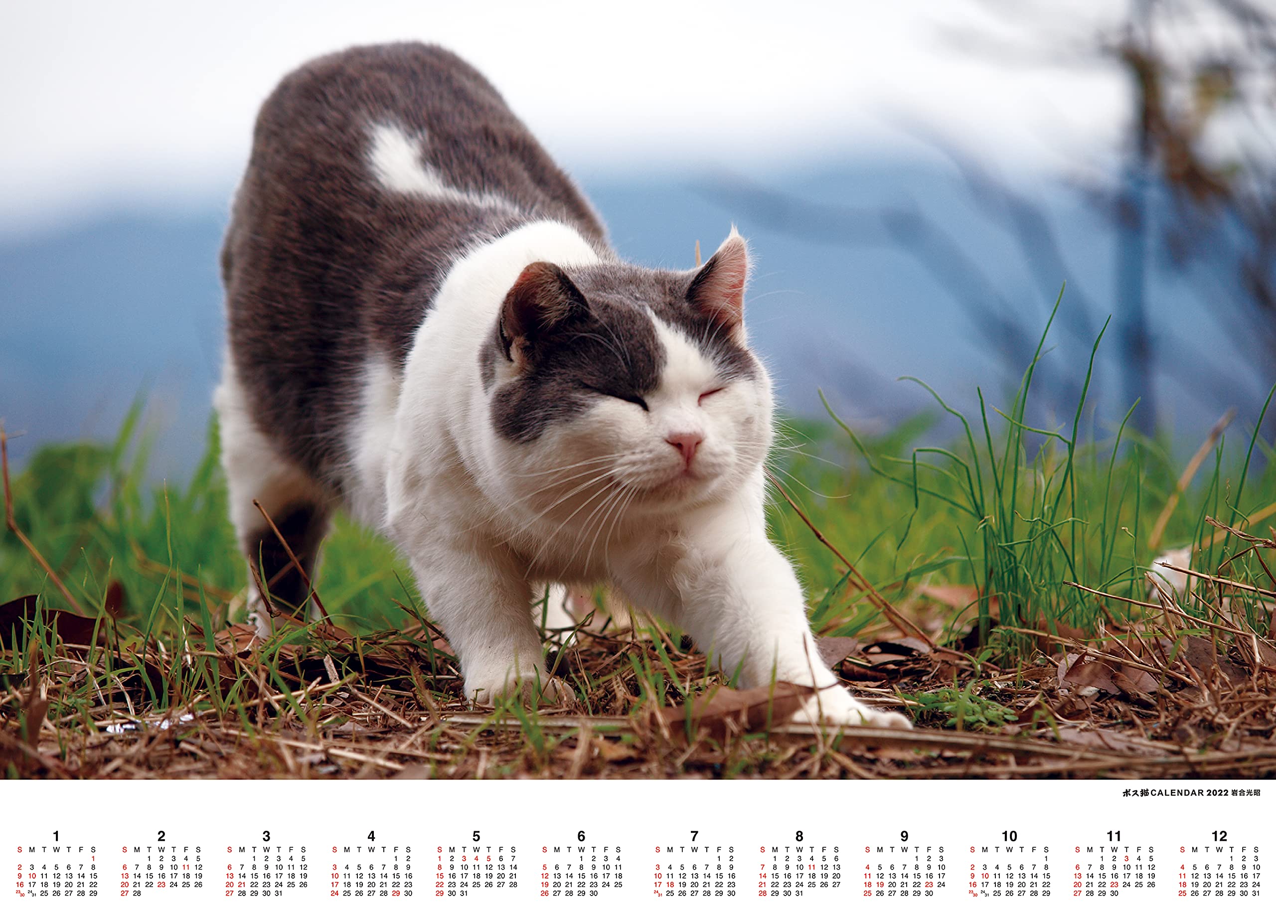 Amazon Co Jp ボス猫カレンダー22 特別付録 A1サイズポスターカレンダー付 カレンダー 岩合 光昭 文房具 オフィス用品