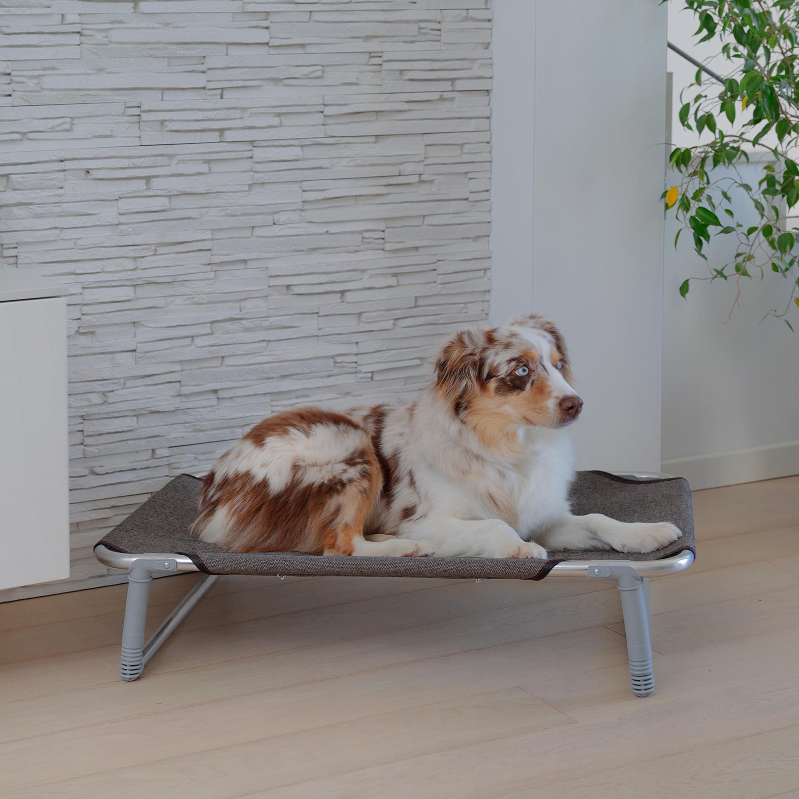 Ferplast Cama elevada Plegable para Perros Dream 80, Cama elevada con una sólida Estructura de Aluminio con elásticos Reforzados, Tela de Tejido, 84 x 54 x h 7 cm Tórtola, Negro (70508989)