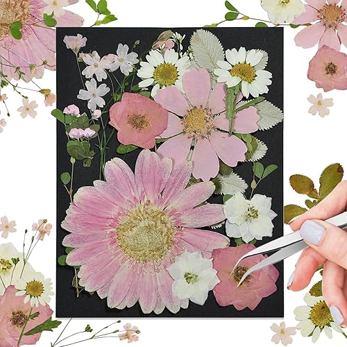 CONVELIFE Flores secas prensadas rosadas, flores reales de la naturaleza con pinzas, flores prensadas para resina, joyería DIY, vela, jarrón,