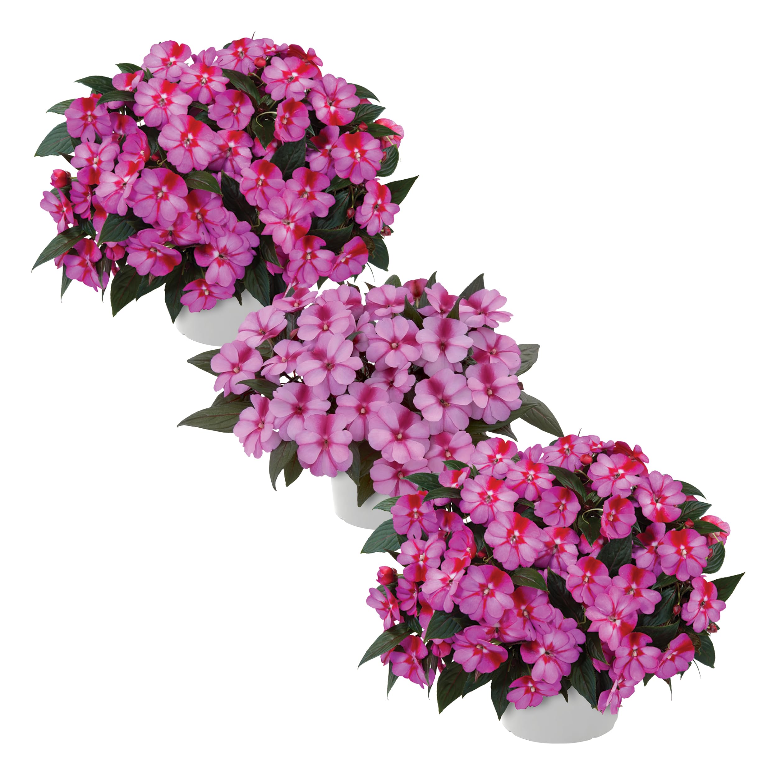 The Three Company New Guinea Impatiens Bicolor Pink