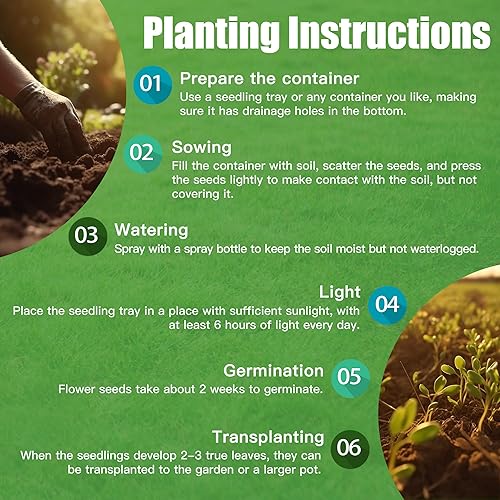 Miniatura 7 de Semillas de tomillo rastrero naranja Planta de cobertura del suelo sin OMG Perenne Cubierta del suelo Semillas de flor de tomillo Plantación de