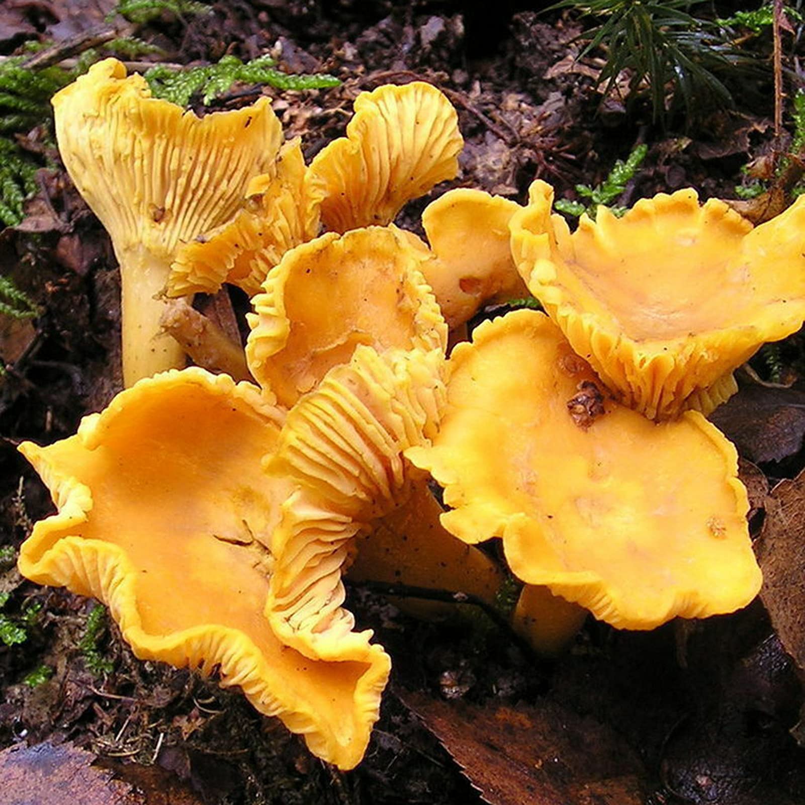 Flower Fruit Seeds 10Pcs/Bag Cantharellus Cibarius Seeds Wonderful Partial Shade Prolific Easy Plant Mushroom Seeds for Balcony - Seed Plant Your Yard