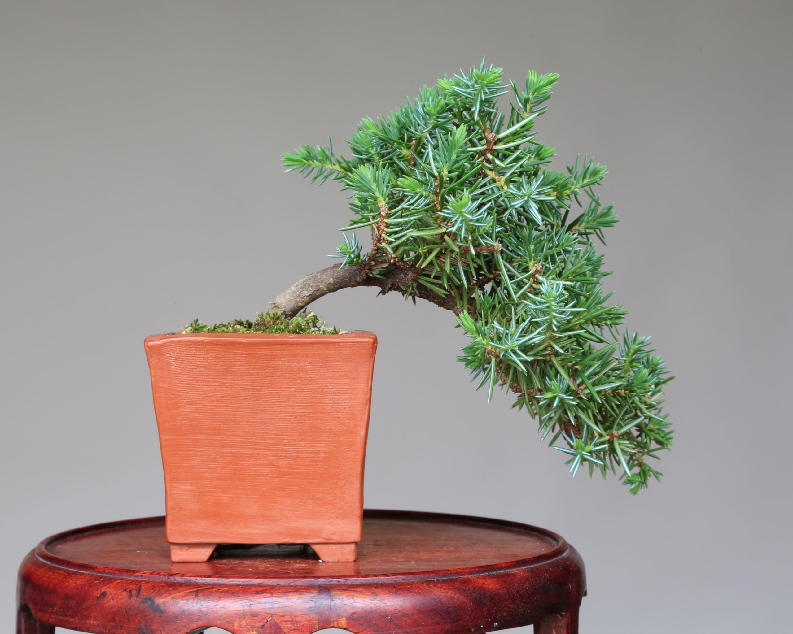 Amazon.co.jp: 八房杜松『大野性』ミニ盆栽【泰寿園 Online