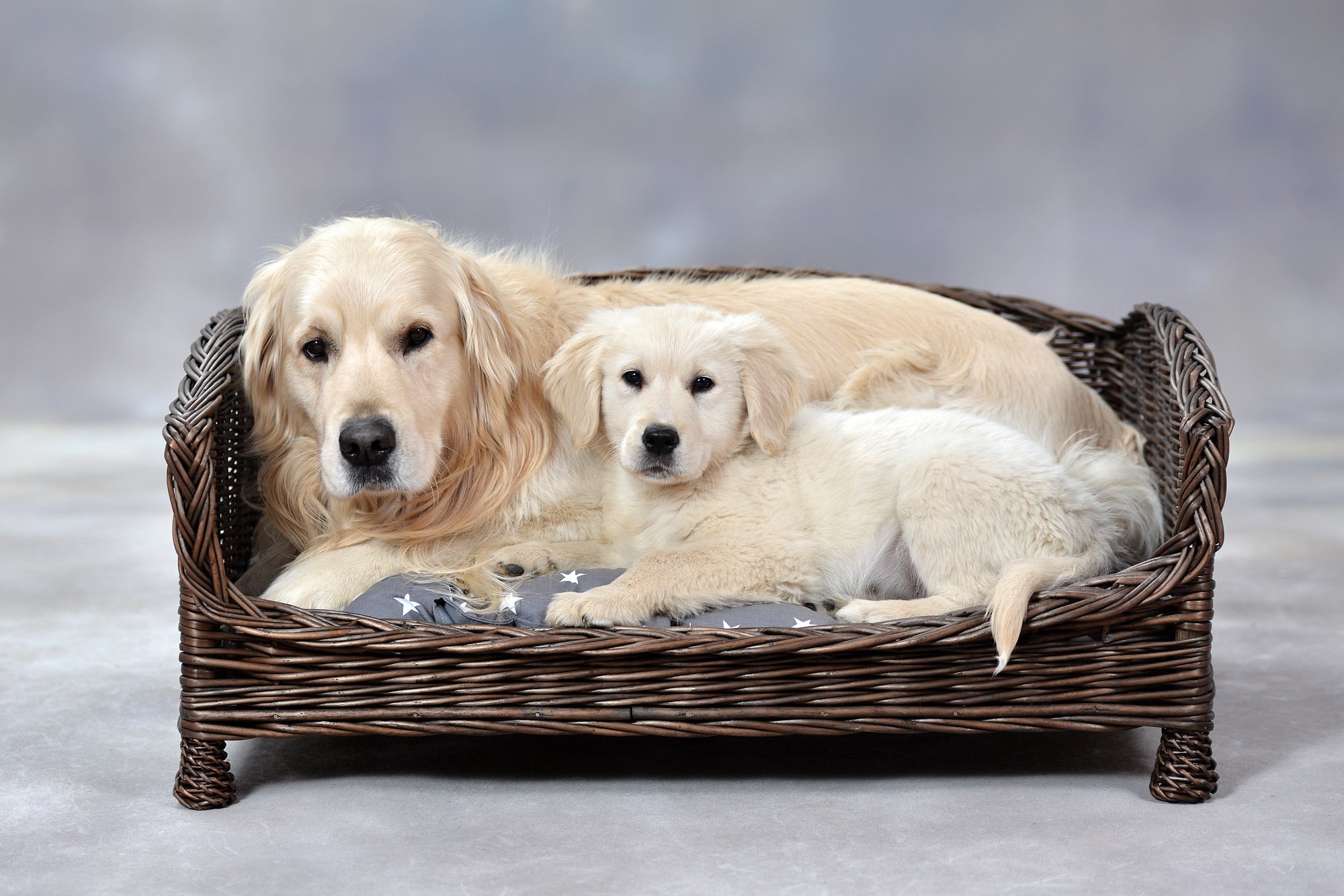 e-wicker24 Tierkorb Hundekorb Lager aus Weide für Hund Katze mit weichem Kissen Liegestuhl für Tiere Katzenlager Hundlager Hundebett Katzenbett (54x32 H25, Braun)