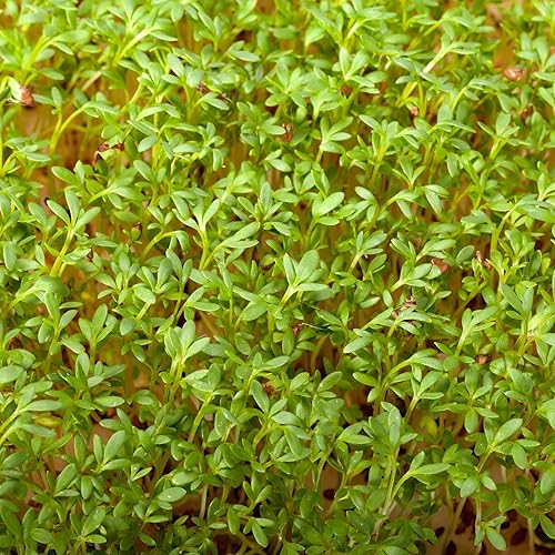 Miniatura 9 de Rizadas Cress semillasnon-gmo, orgánico, Heirloom, sprouting semillas para el cultivo microgreens, jardinería bebé Ensalada verdes