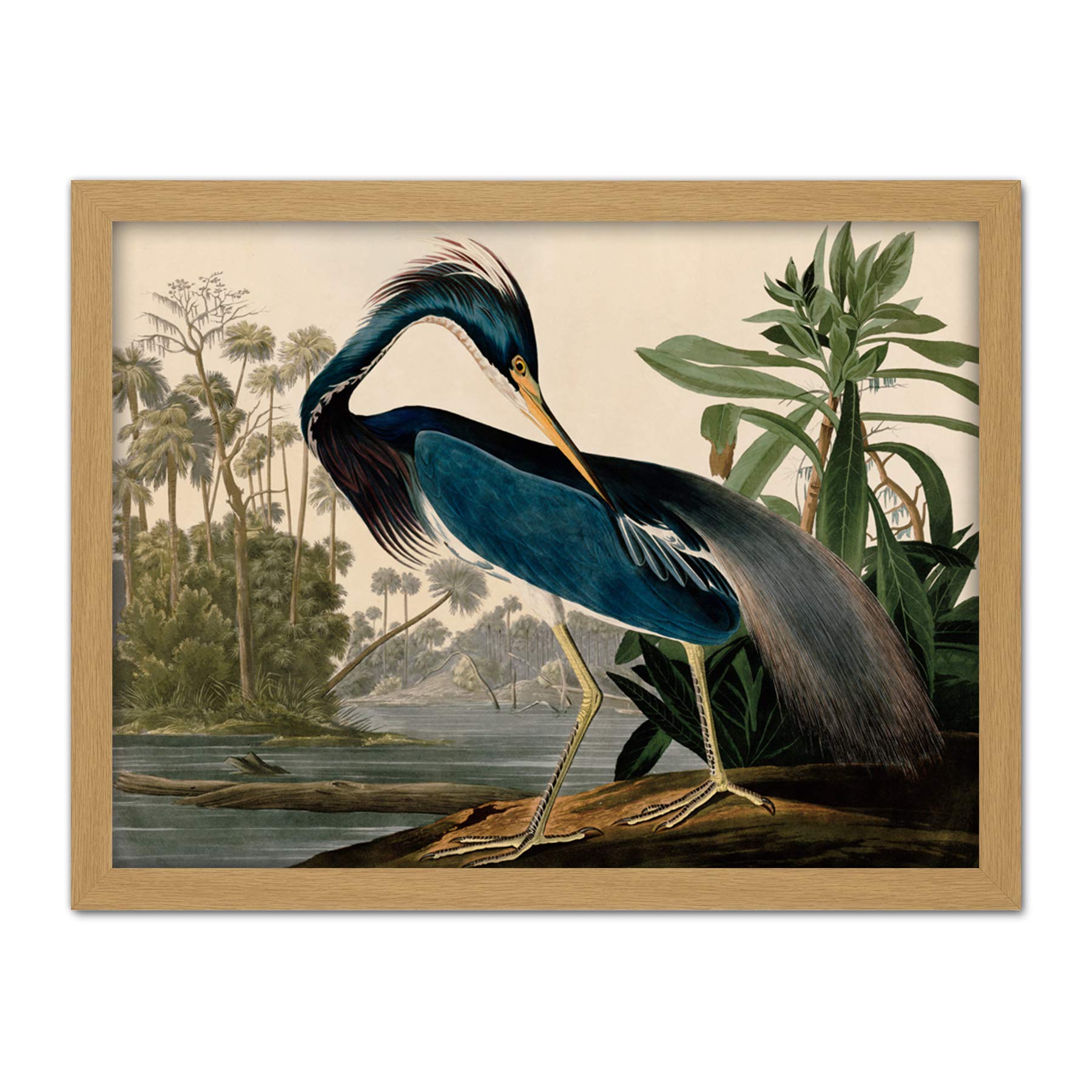 Artery8 Audubon Birds Louisiana Heron Painting Artwork Framed Wall Art Print 18X24 Inch