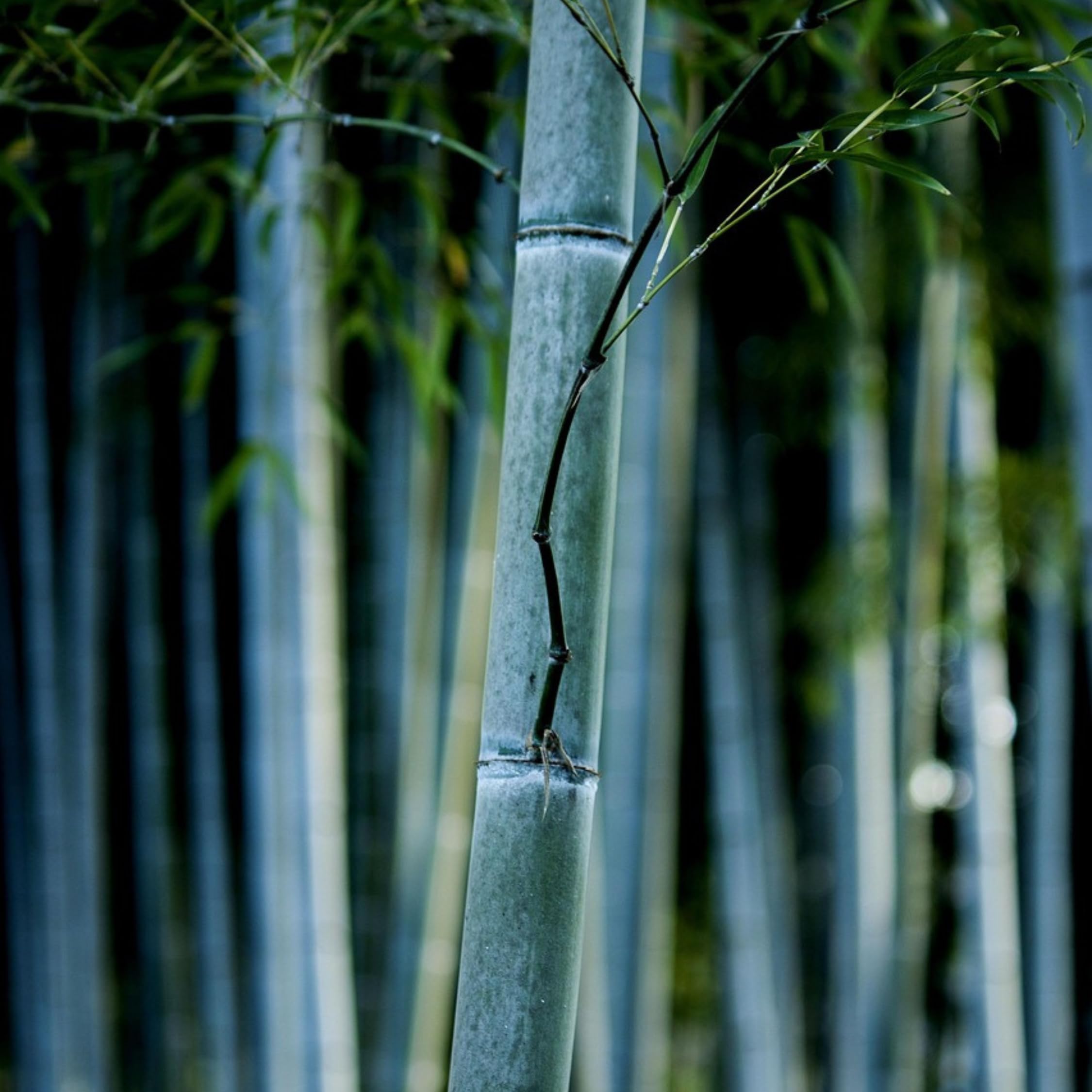 Fargesia papyrifera 'Blue Dragon' Bambou à papier Lot de 2 Pot 13cm Hauteur 30-40cm