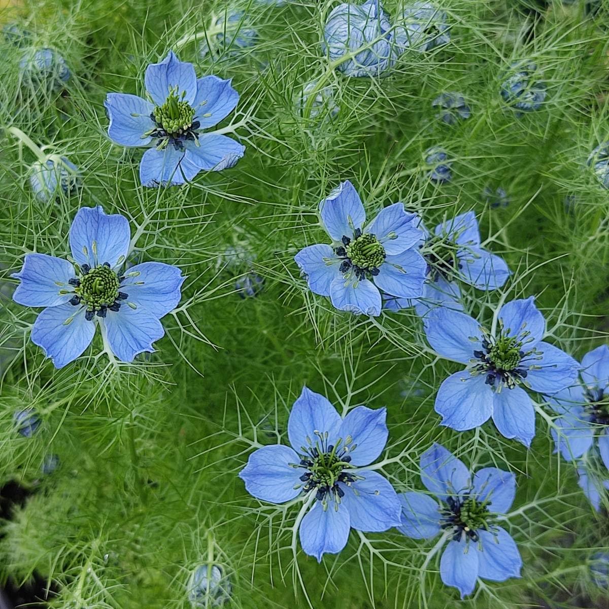 Amazon.co.jp: 寒冷地向き 春まき花の種 ニゲラ一重咲き（水色）50粒