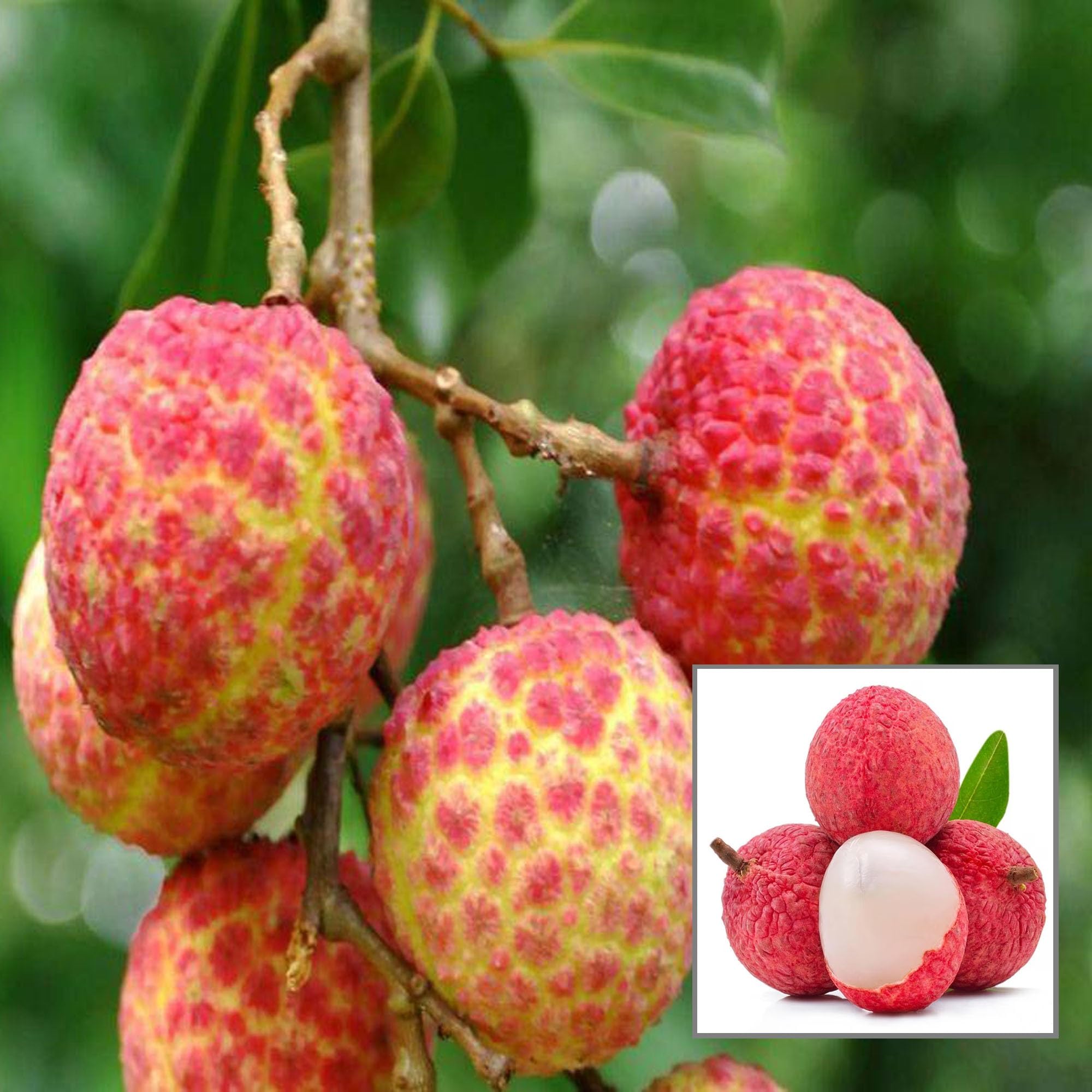 HAPING Chinensis Litchi Lychee Layering/Grafted Fruit Live Plant (1.5-2 Feet Height) (B0CV4XNFQK) Amazon Price History, Amazon Price Tracker