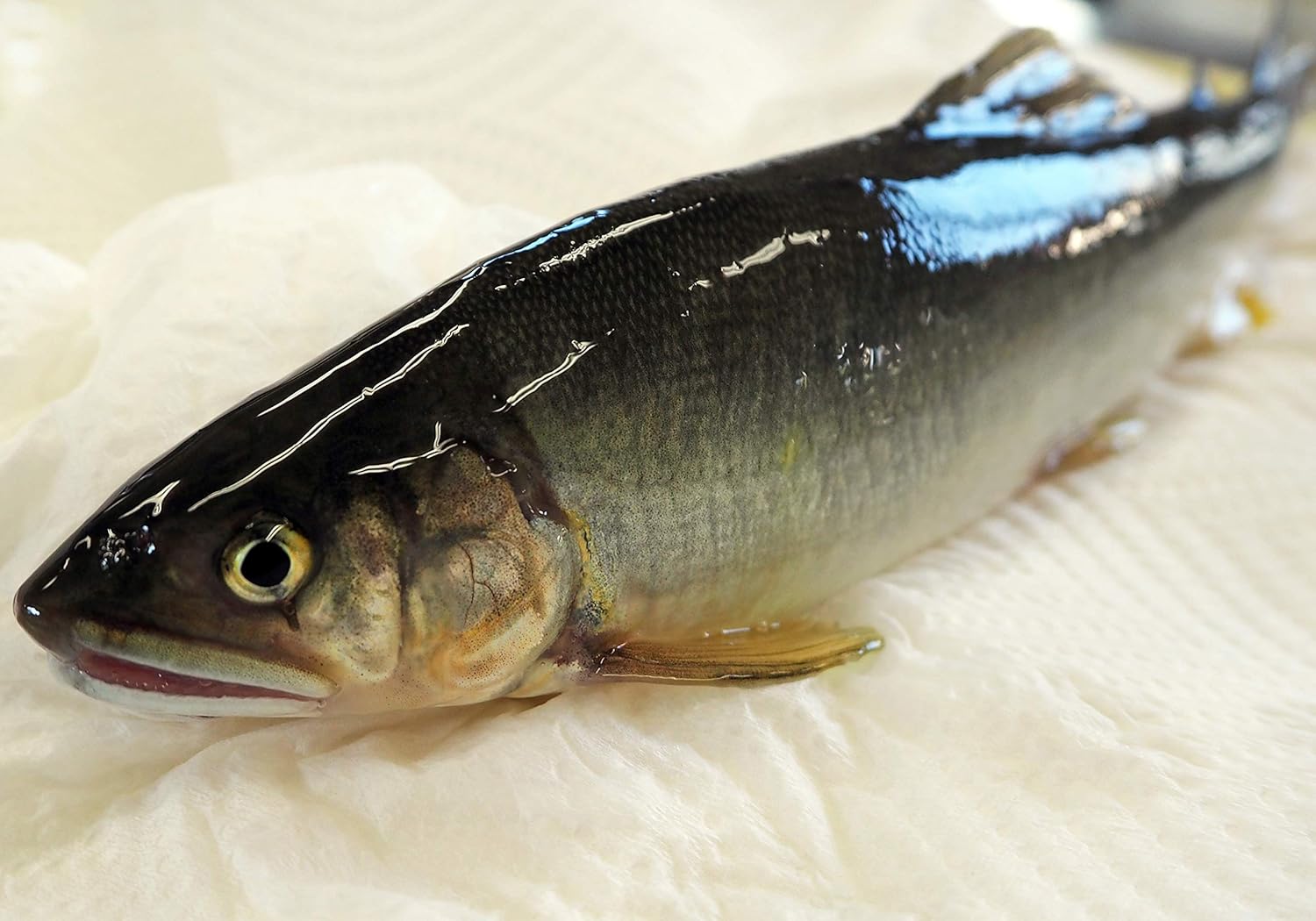 ふるさと納税 人吉球磨産養殖鮎 冷凍