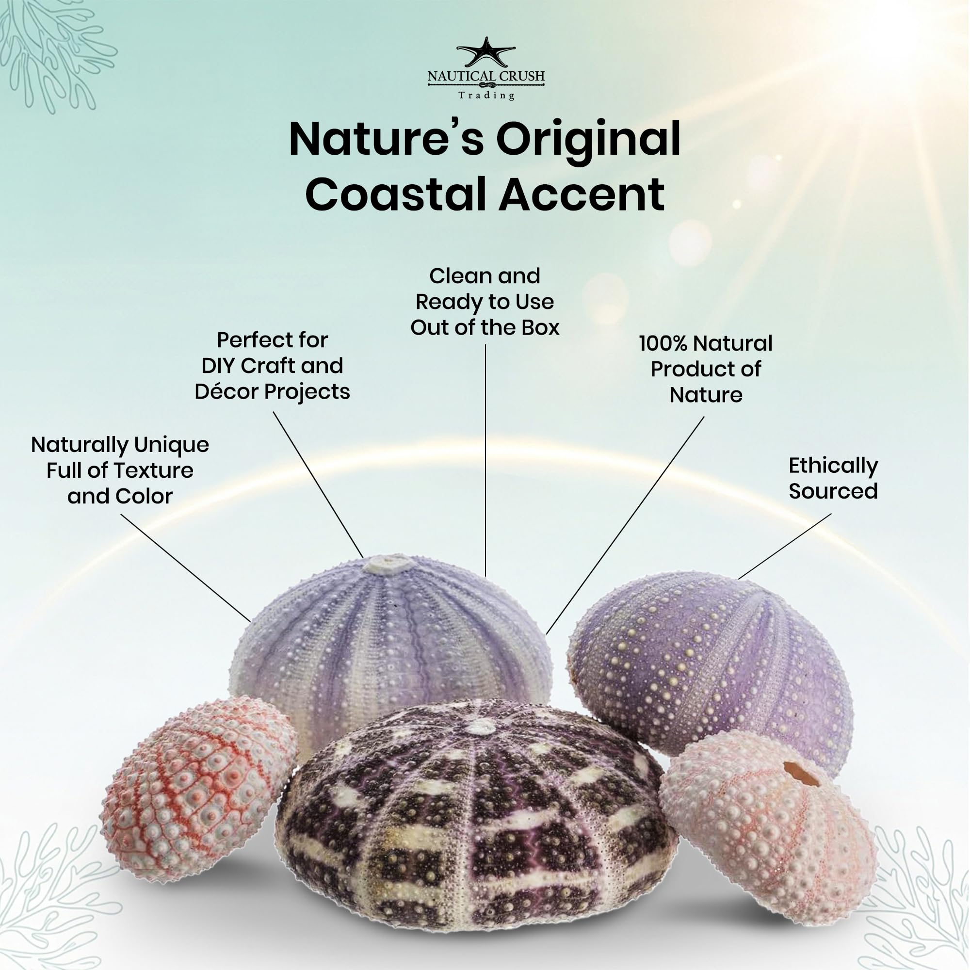 Amazon.com: Nautical Crush Trading Sea Urchins Shells for Air Plants - 5  Assorted Coastal Sea Urchin Shells - Hanging Air Plant Holder - Air Plants  Live Holders - Air Plant Pot -