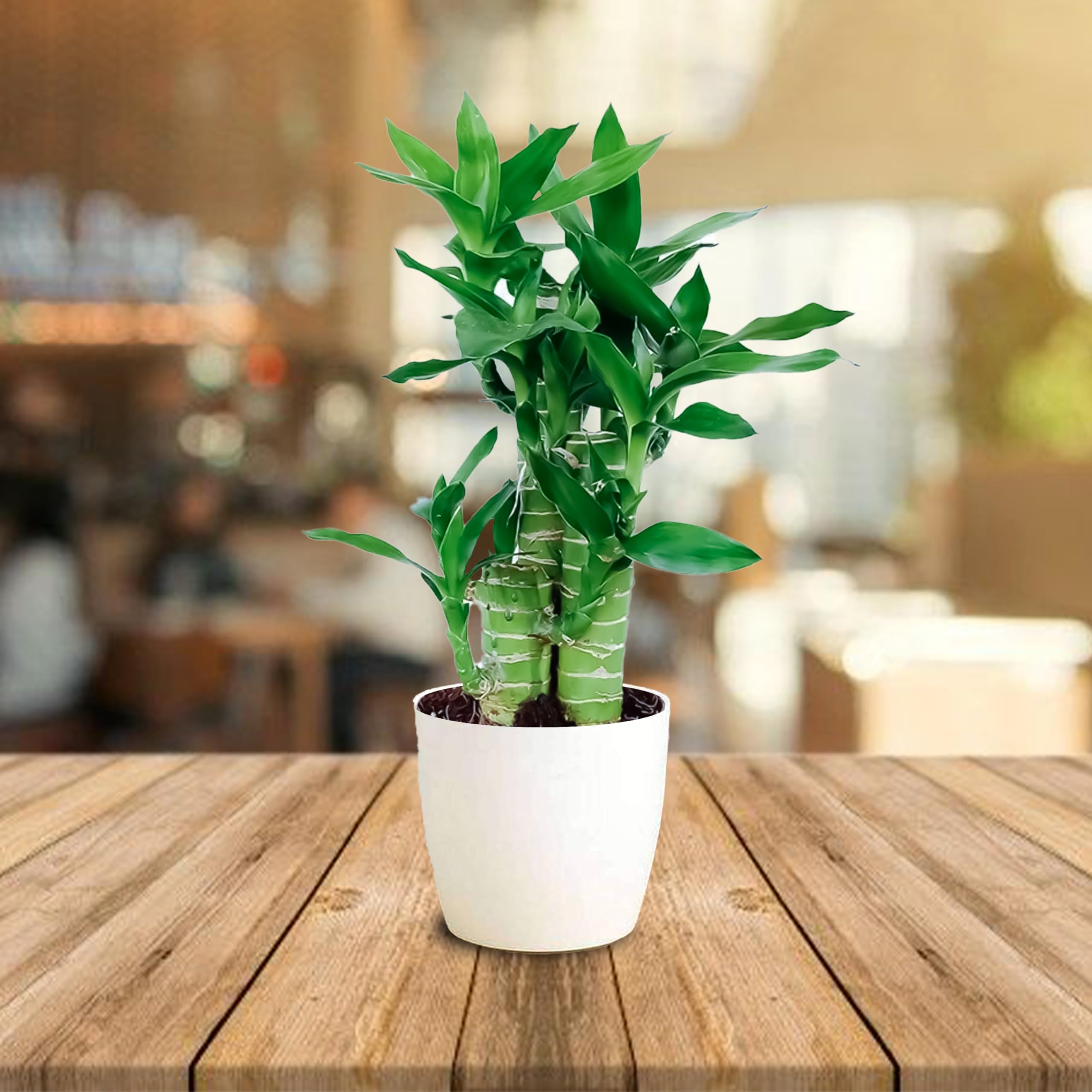 UGALOO Lucky Bamboo Lotus Bonsai Plant with POT | Indoor Live Plants for Living Room & Desk Decor | Feng Shui Plant (B0DG3V74NP) Amazon Price History, Amazon Price Tracker