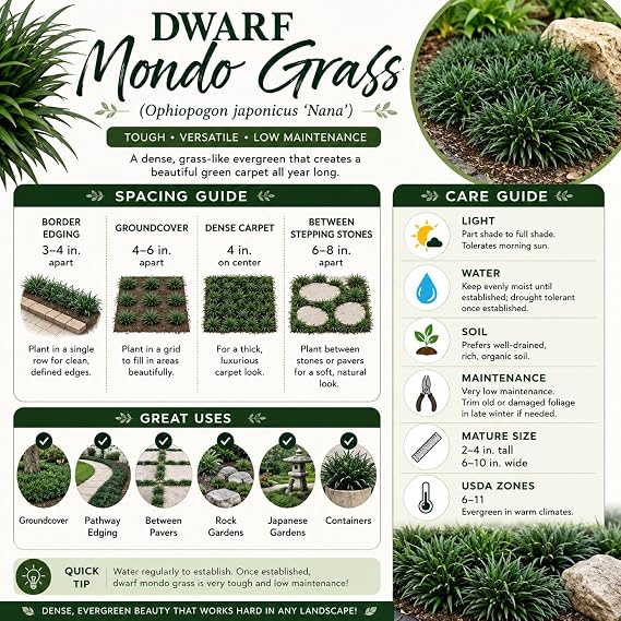 Dwarf Mondo Grass (Ophiopogon japonicus 'Nana') 18 Count Flat, 3.5 pots