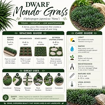 Dwarf Mondo Grass (Ophiopogon japonicus 'Nana') 18 Count Flat, 3.5 pots