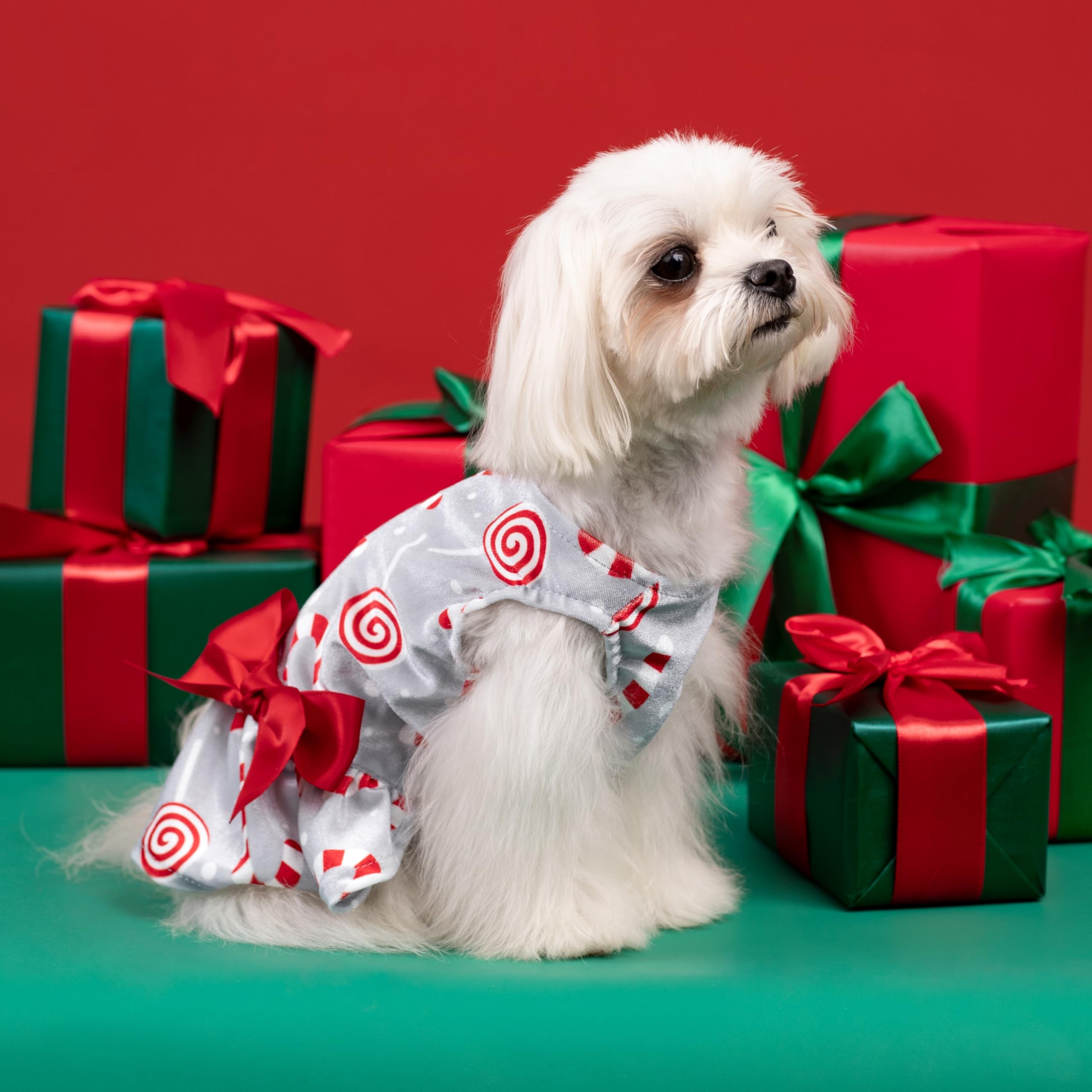 dog christmas dress Amazon.com : Fitwarm Christmas Candy Canes Dog Dress, Cute Dog Christmas  Outfit, Doggy Clothes for Small Dogs Girl, Pet Apparel, Silver, Red, White,  XS : Pet Supplies