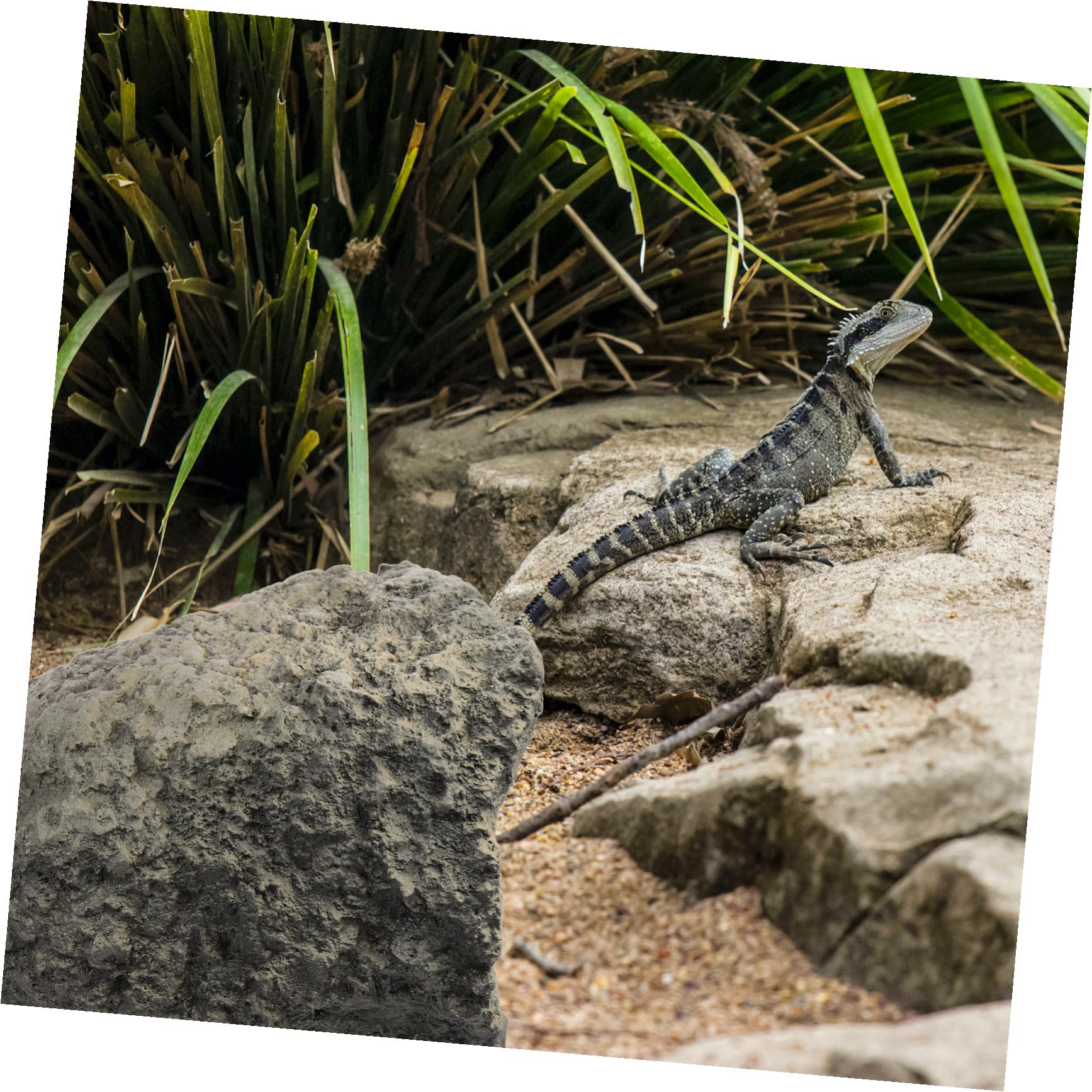 VALICLUD Cachette pour Reptiles en Résine, Grotte aux Tortues Polyvalente et Décor de Terrarium pour Habitat des Tortues et Amphibiens