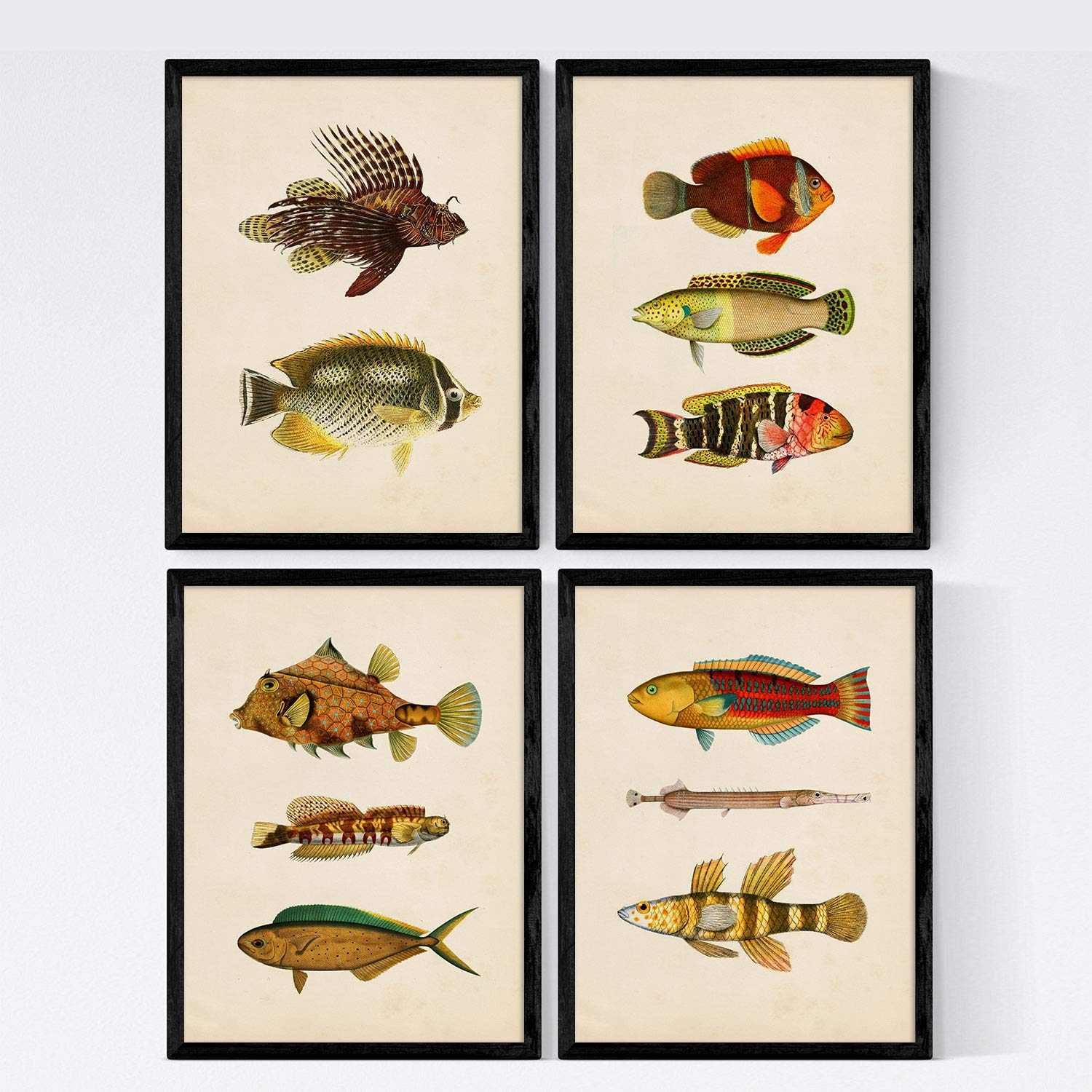 Nacnic Two Set 4 Sheets Of Fish Vintage Colorful Effect. North. Composition Of 11 Different Fish In A4 Size, Vintage Background Old Paper Poster Paper 250 Gr