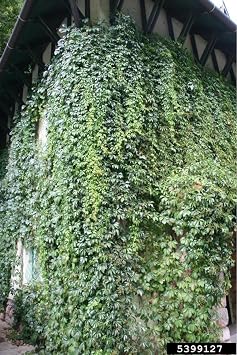 Hedera Helix Kaya Sarmaşığı, 40-60 cm, Tırmanıcı Bahçe Bitkisi