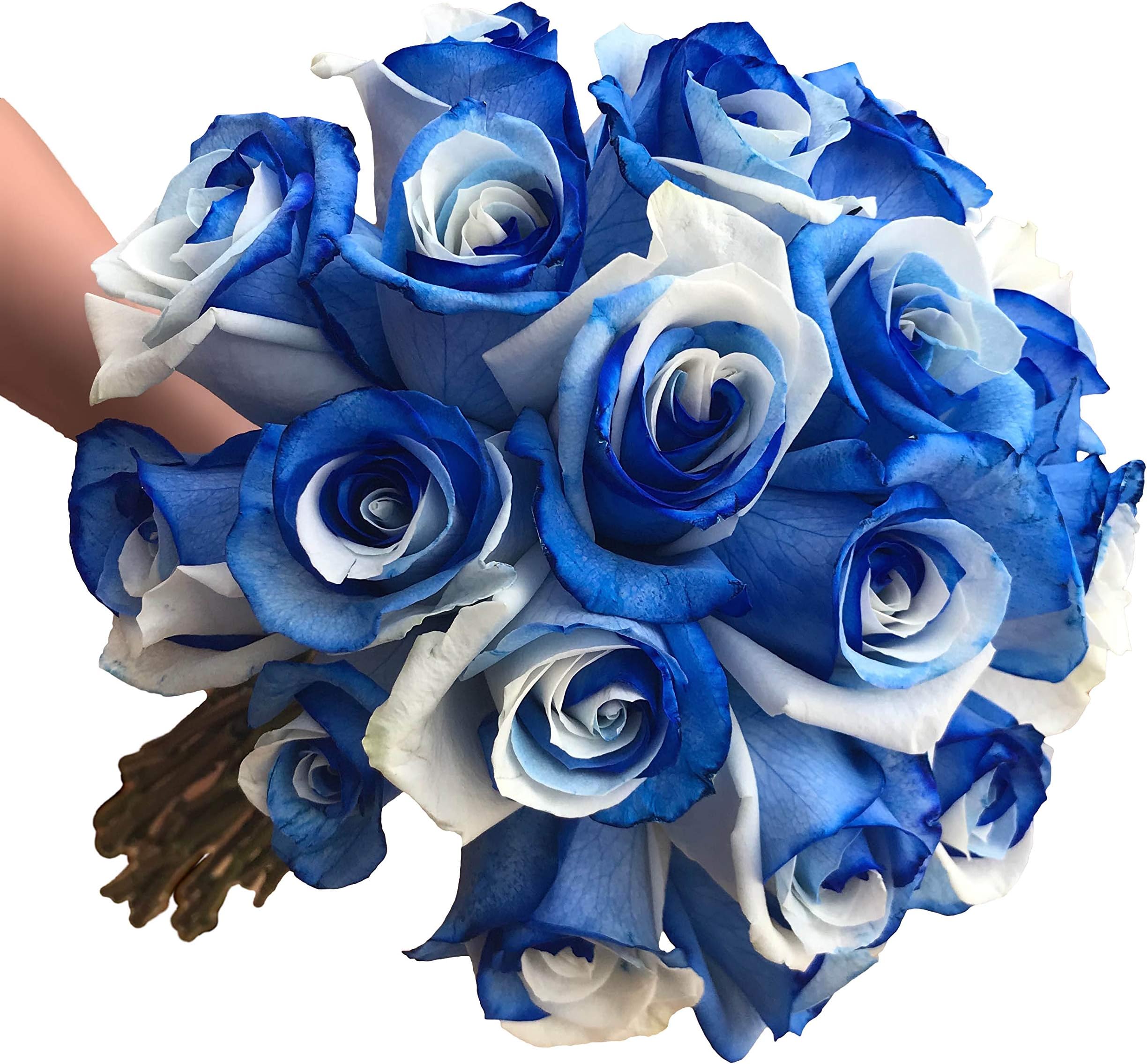 - Fresh Cut Tinted Blue and White Roses from Flower Explosion -12 Stems