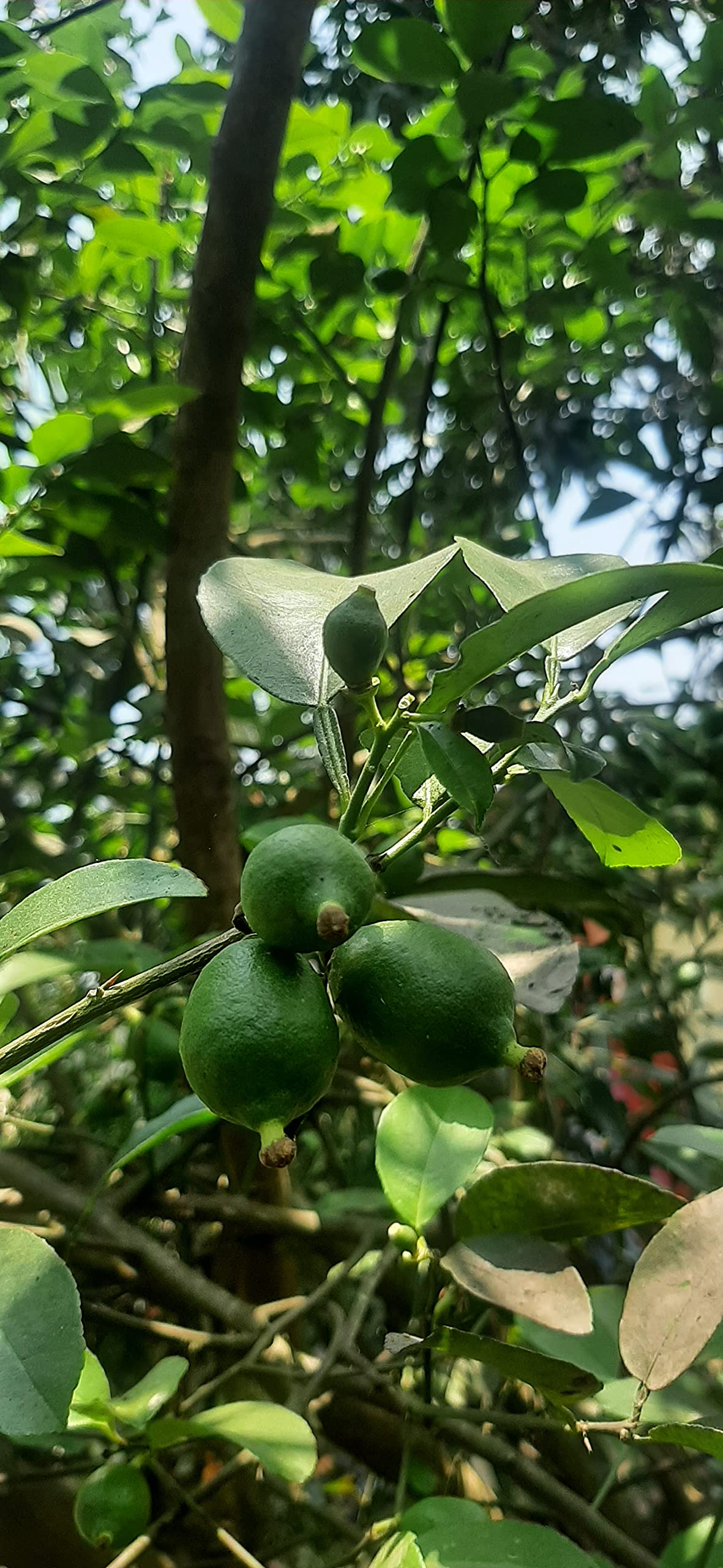 Platones Live Gandharaj Lemon Fruit Plant (B092VCMR74) Amazon Price History, Amazon Price Tracker