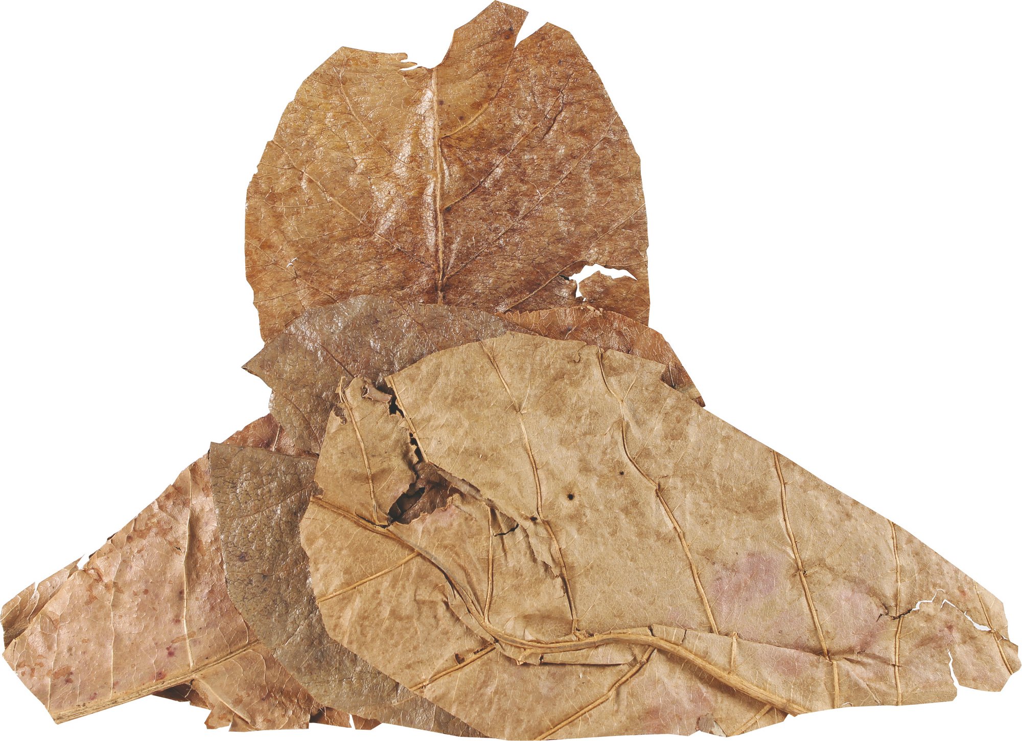 Fluker's Catappa Leaves for Hermit Crabs, 5 per Pack,All Life Stages-picture-11