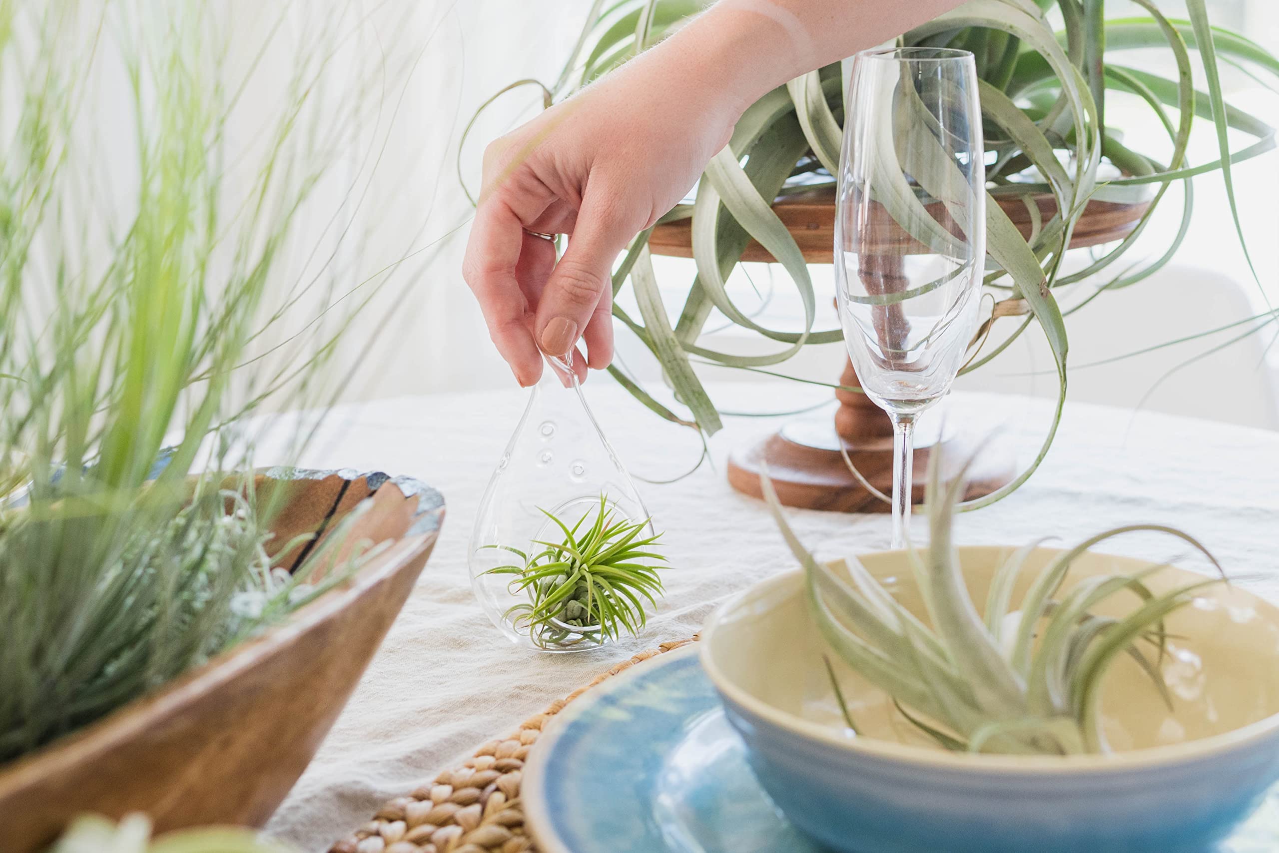 Amazon.com : Air Plants Capitata Peach - Live Succulent House Plants -  Available in Wholesale and Bulk - Home and Garden Decor - Easy Care Indoor/Outdoor  Air Plant (Pack of 5) : Patio, Lawn & Garden