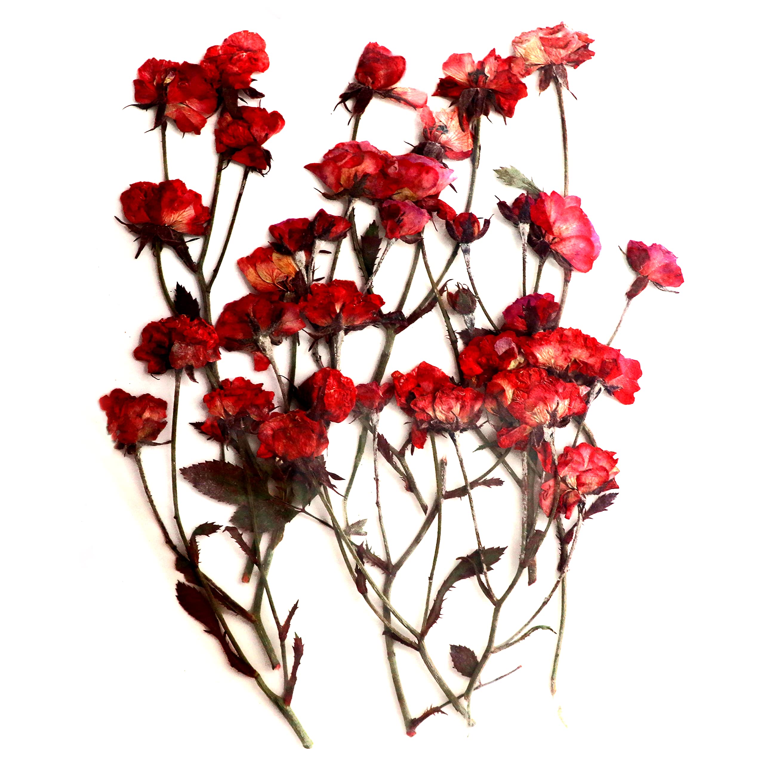 YellowCult Natural Real Dried & PRESSED Four Seasons Rose Flowers for Art Craft - Multicolor for Soap, Candle, Scrapbooking, DIY, Resin Jewelry, Pendant - Four Seasons Rose Flowers [Luxury Coral Pink]-image-46