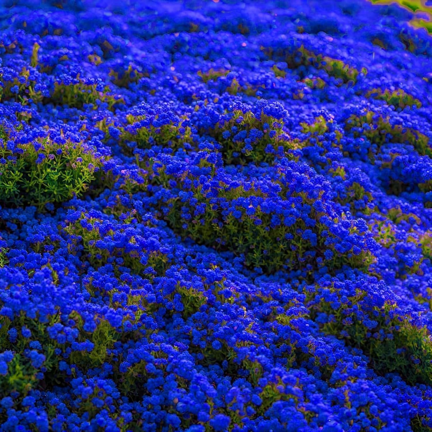 10000+ Stck Kriechender Thymian Samen - Bodendecker Winterhart Mehrjhrig  Blau