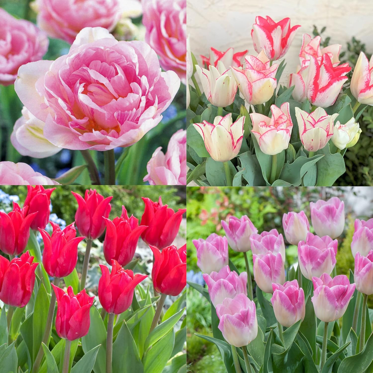 Amazon.co.jp はなみどり 2022 NEW! フラワーバルブオブザイヤー 受賞品種 Cセット チューリップ 球根詰合せ 4種20